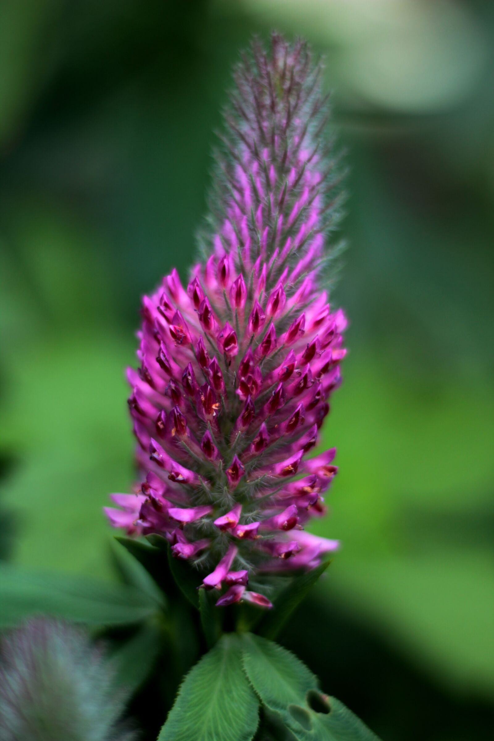 Canon EOS 600D (Rebel EOS T3i / EOS Kiss X5) sample photo. Trifolium rubens, purple clover photography