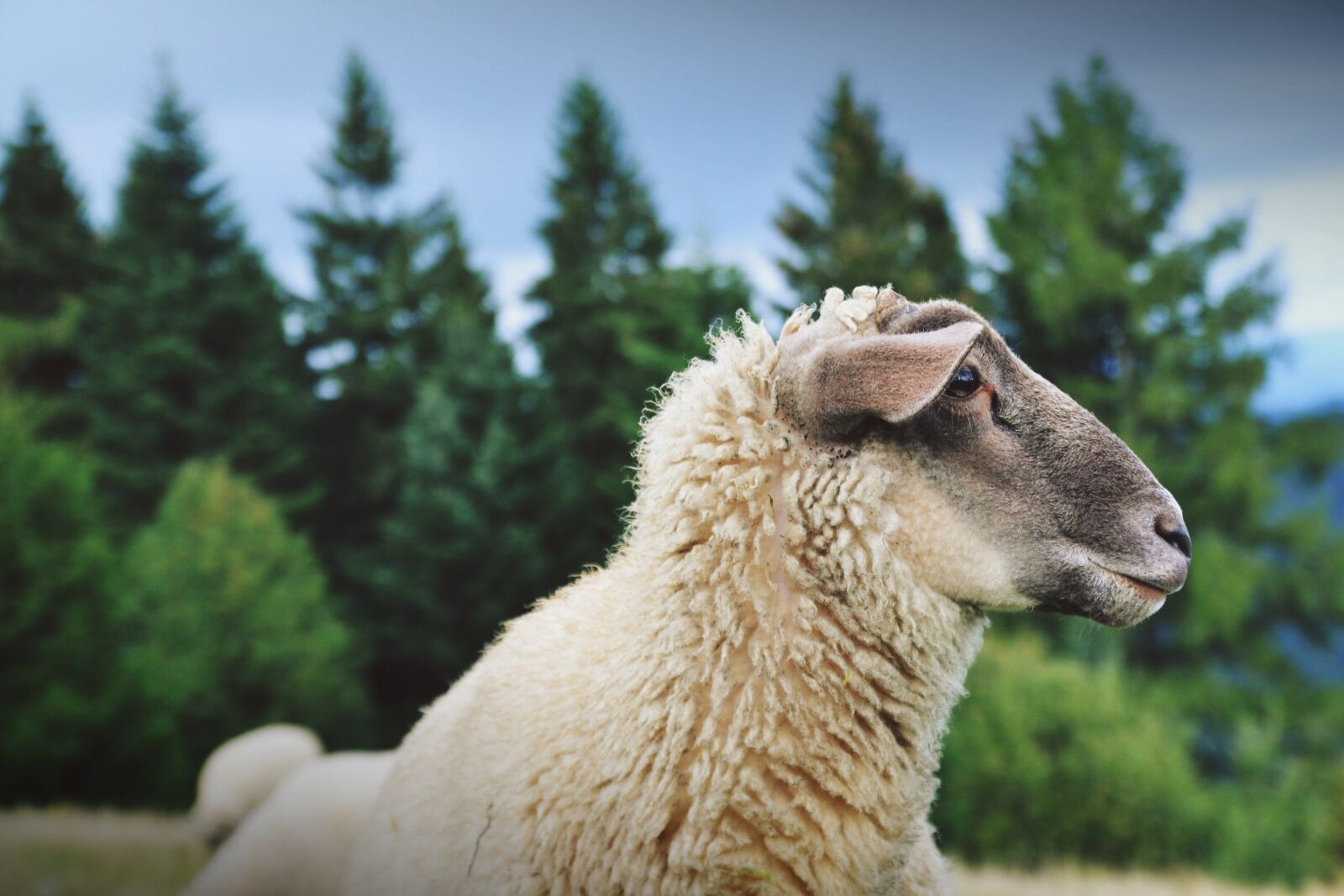 Nikon D3100 sample photo. Animal, countryside, cute photography