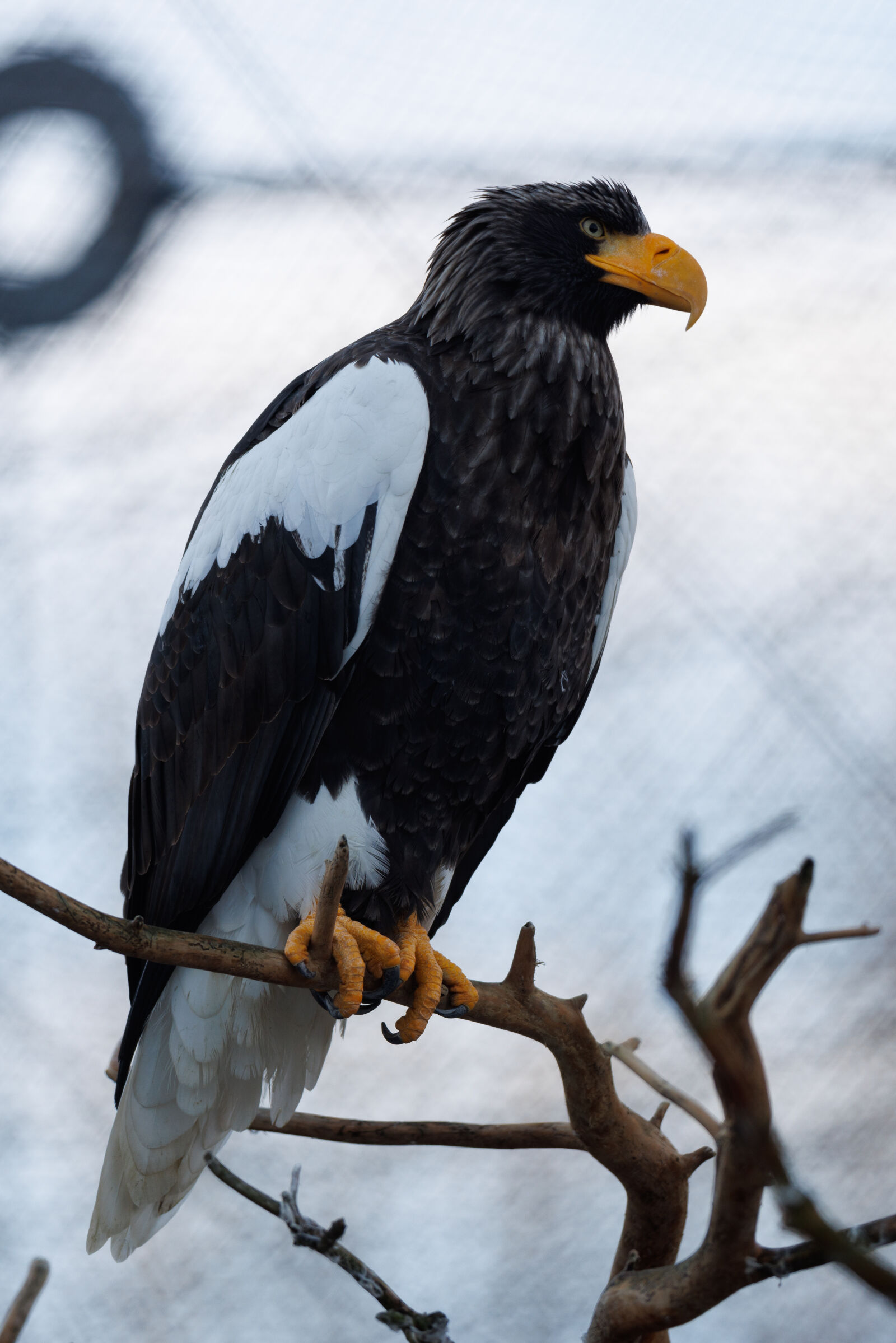 Canon EOS R5 sample photo. Steller's sea eagle photography