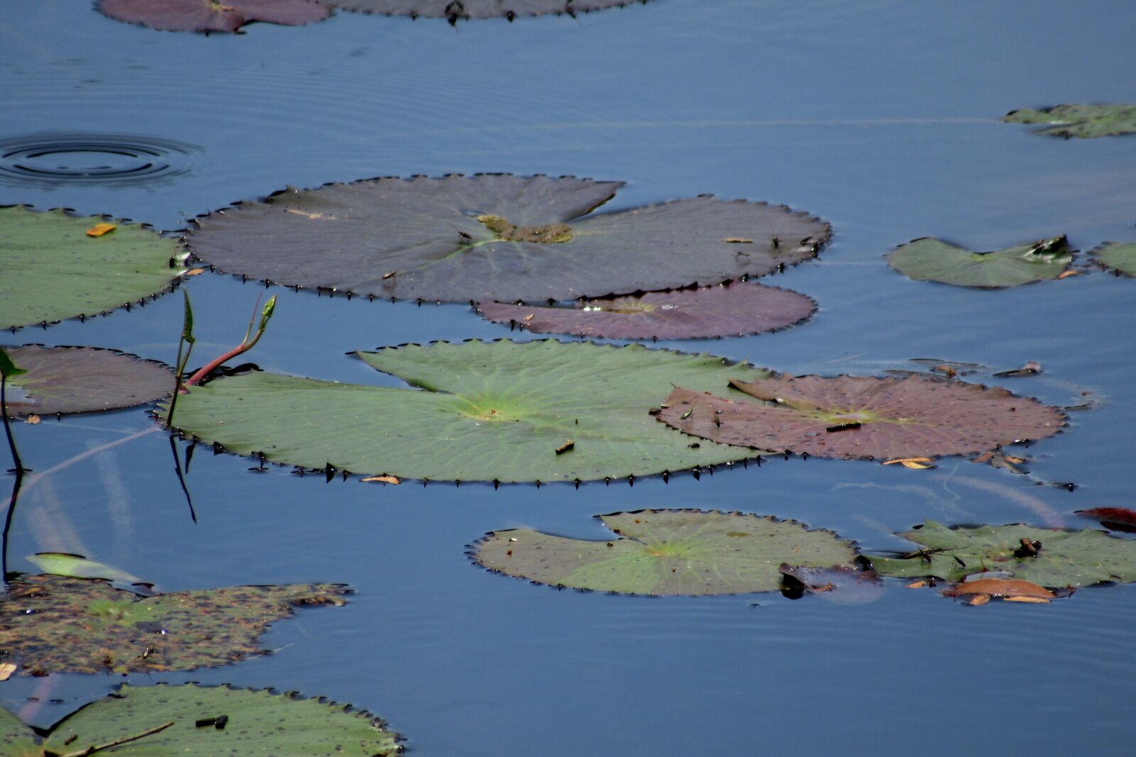 Canon PowerShot SX620 HS sample photo. Pond, aquatic plants, water photography