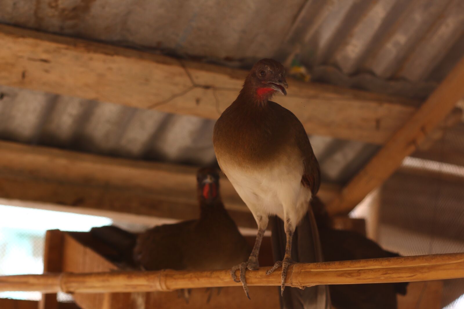 Canon EOS 70D + Canon EF 50mm F1.8 II sample photo. Animals, loro, pajaro photography