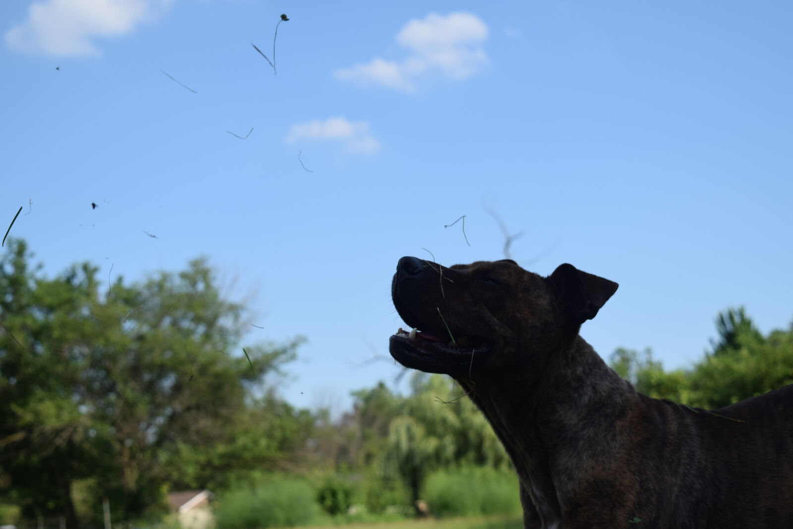 Nikon D3300 sample photo