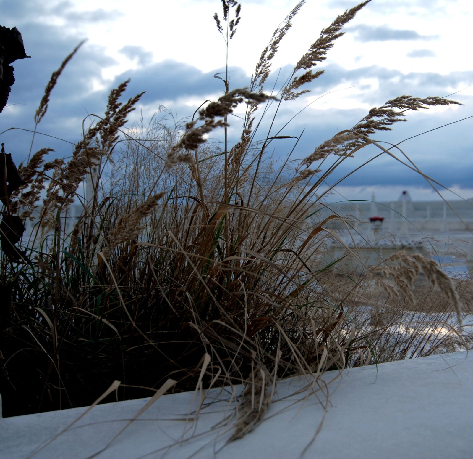 Nikon D200 sample photo. A grass, dry, straws photography