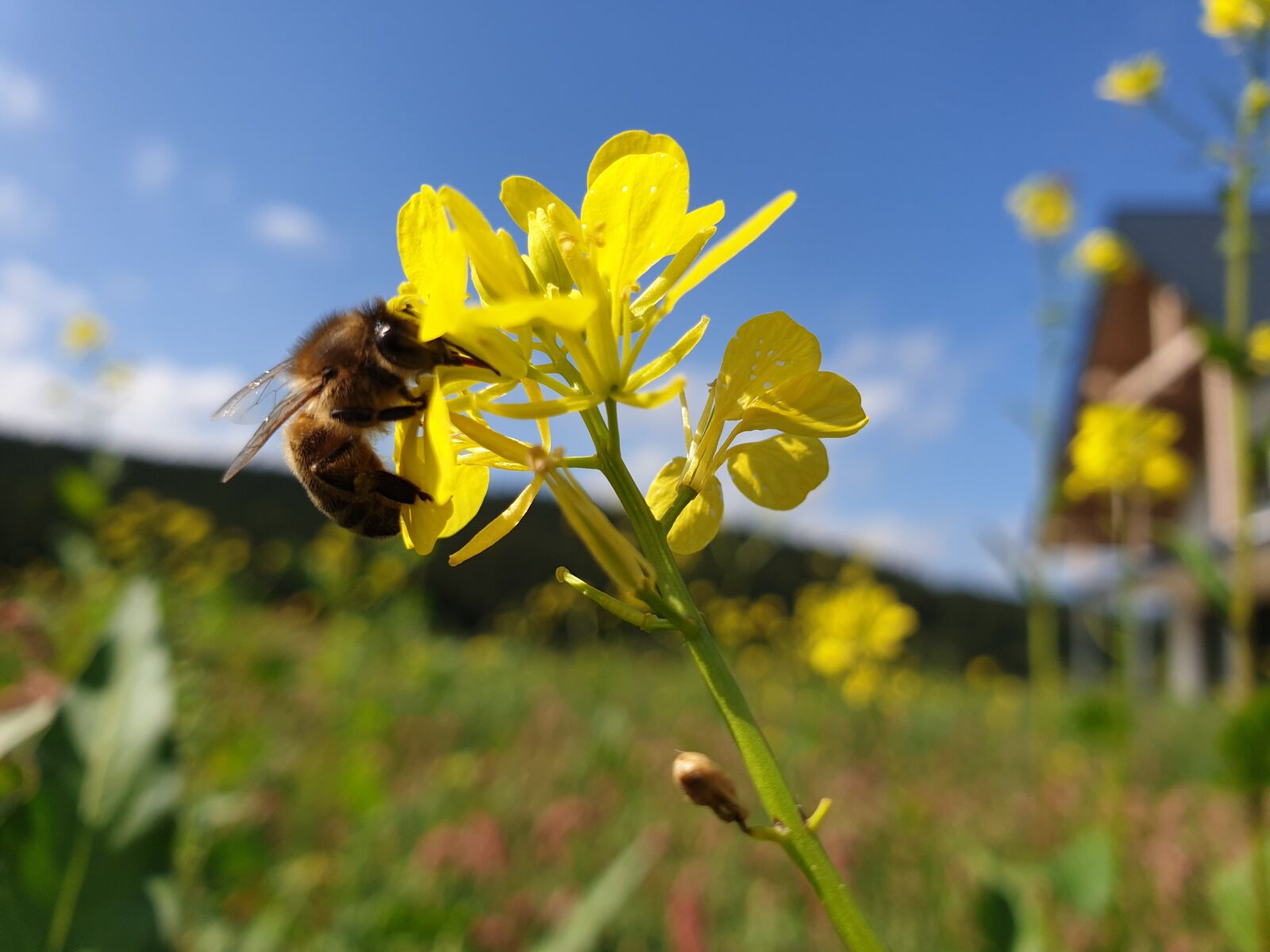 Samsung Galaxy S9 sample photo. Charlock, bee, yellow flower photography
