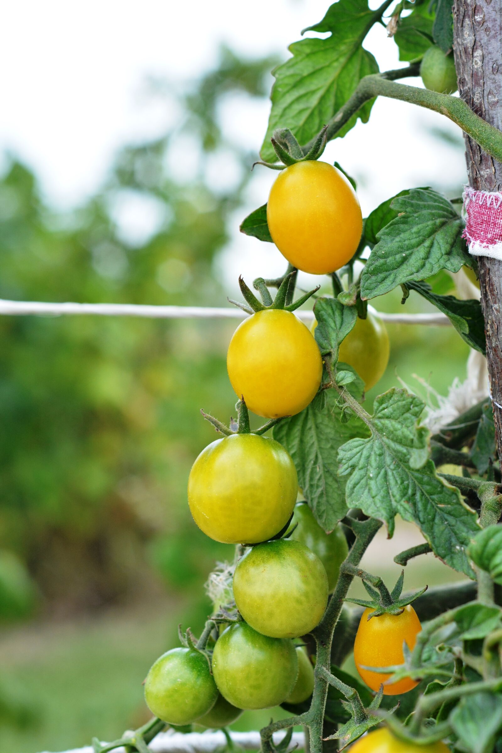 Nikon D5200 sample photo. Tomato, tomatoes, cherry tomatoes photography