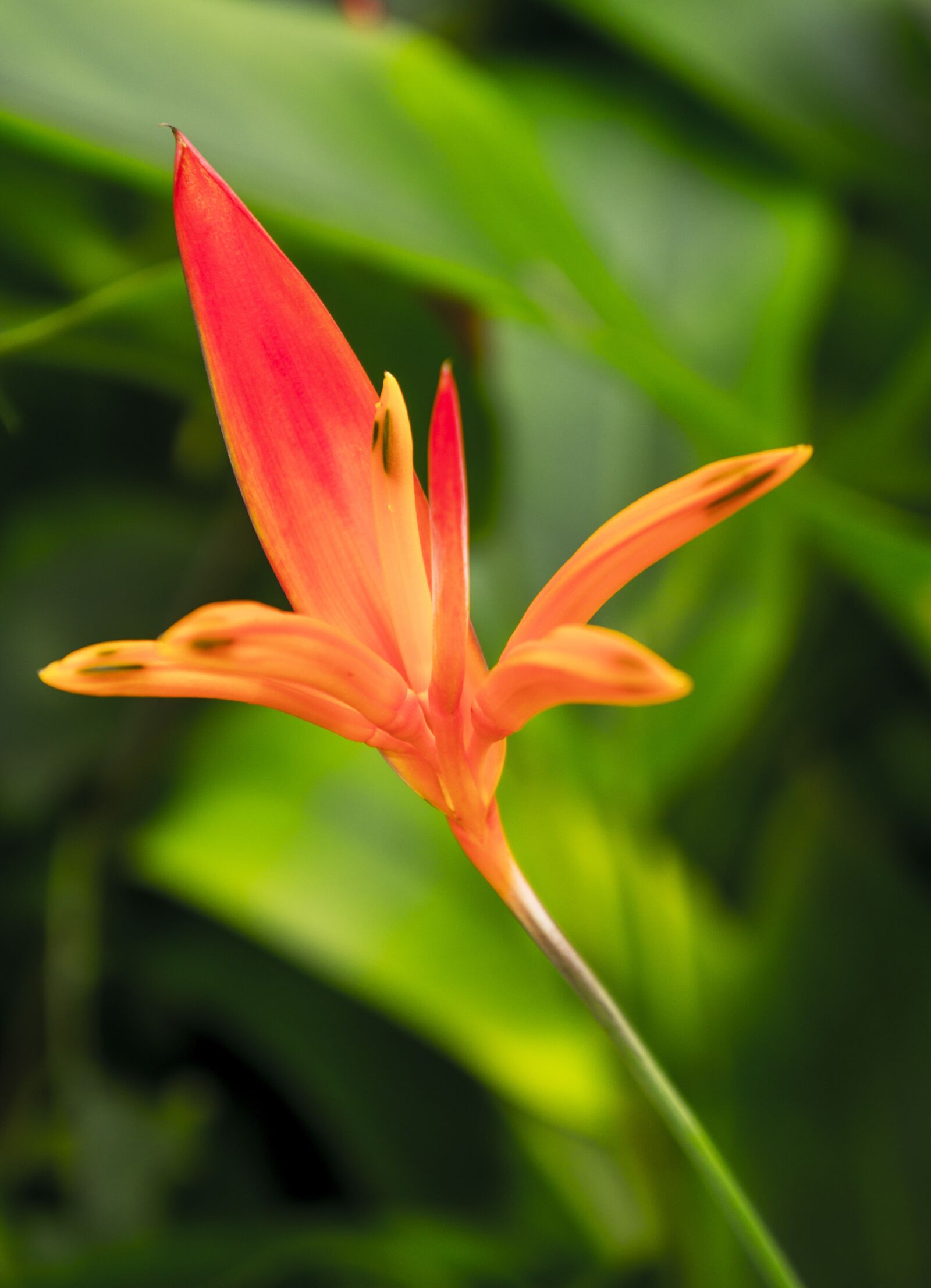 Sony Alpha NEX-F3 + Sony E 18-55mm F3.5-5.6 OSS sample photo. Lily, red, natural photography