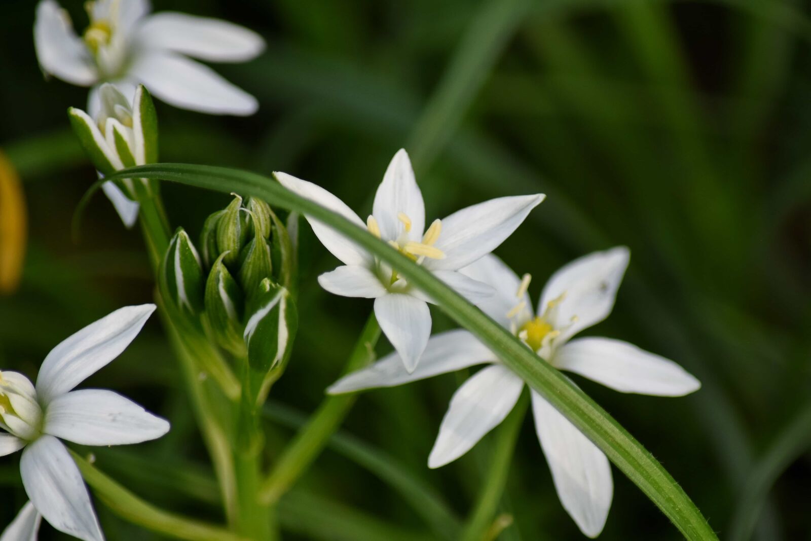 Nikon D5500 sample photo. Grass, meadow, spring time photography