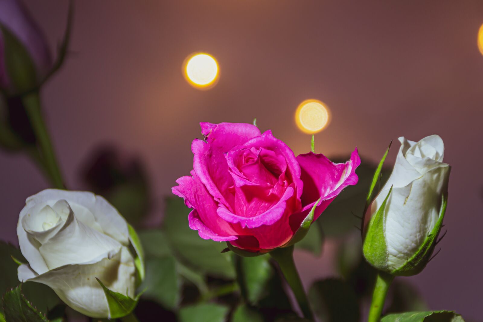 Canon EOS 650D (EOS Rebel T4i / EOS Kiss X6i) sample photo. Flowers, plant, roses photography