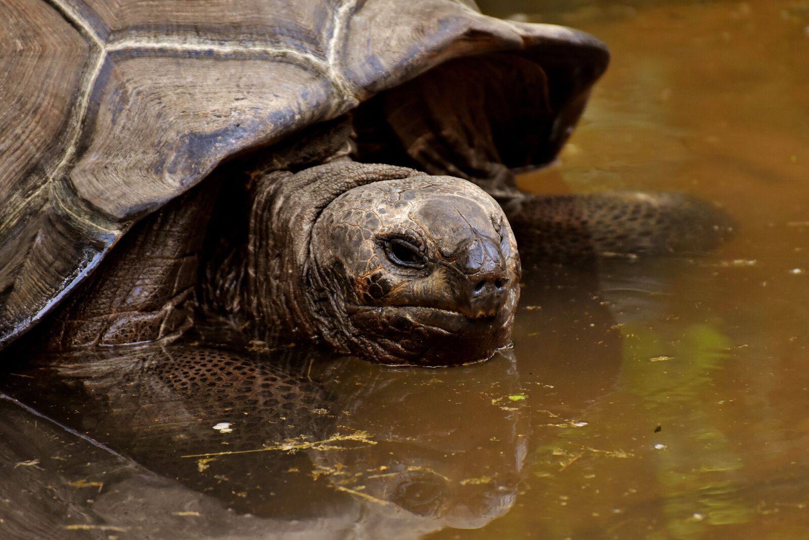 Nikon D7200 sample photo. Giant tortoises, animals, water photography
