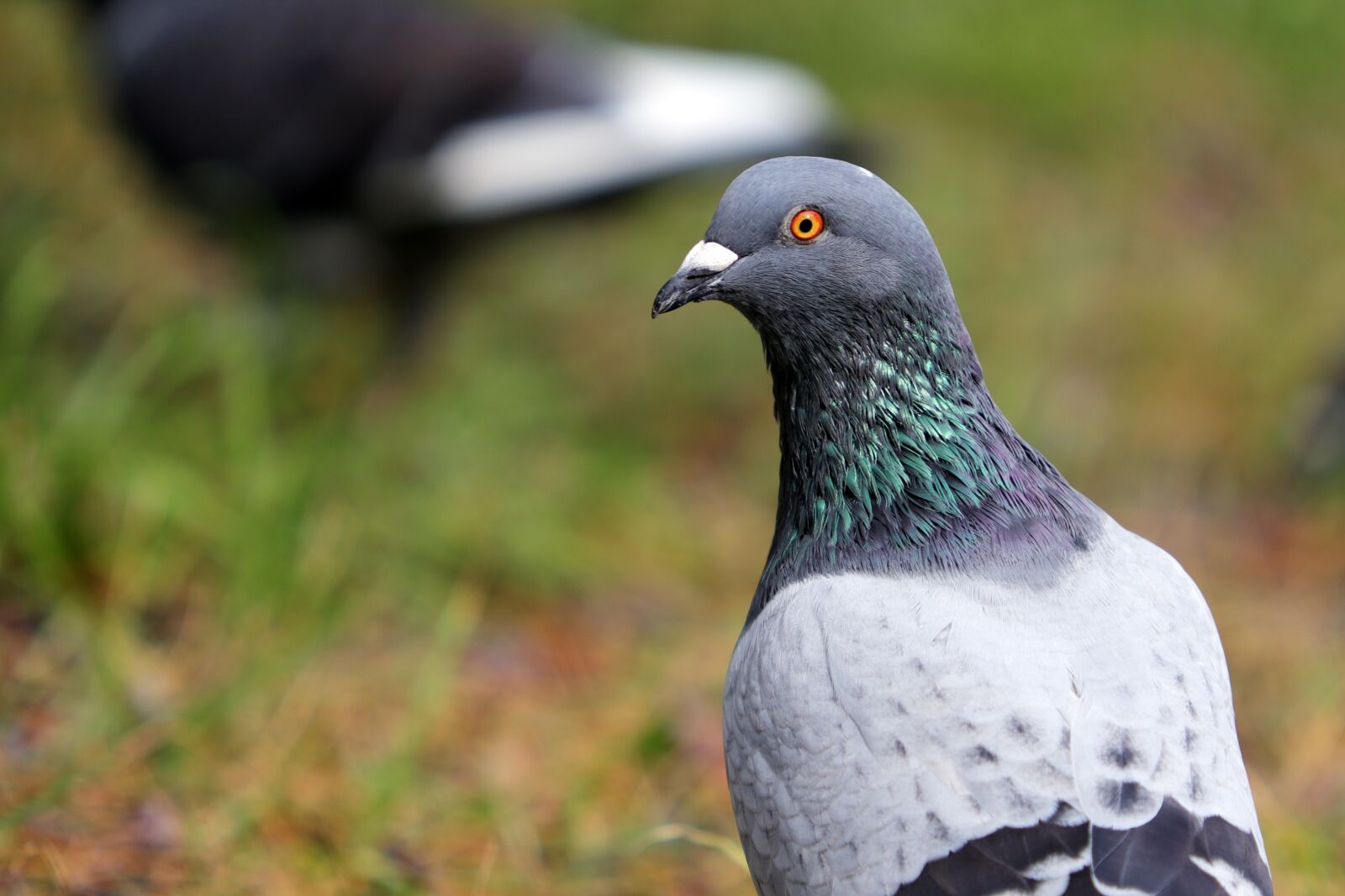 Canon EF 70-200mm F2.8L USM sample photo. Pigeon, new, animal photography