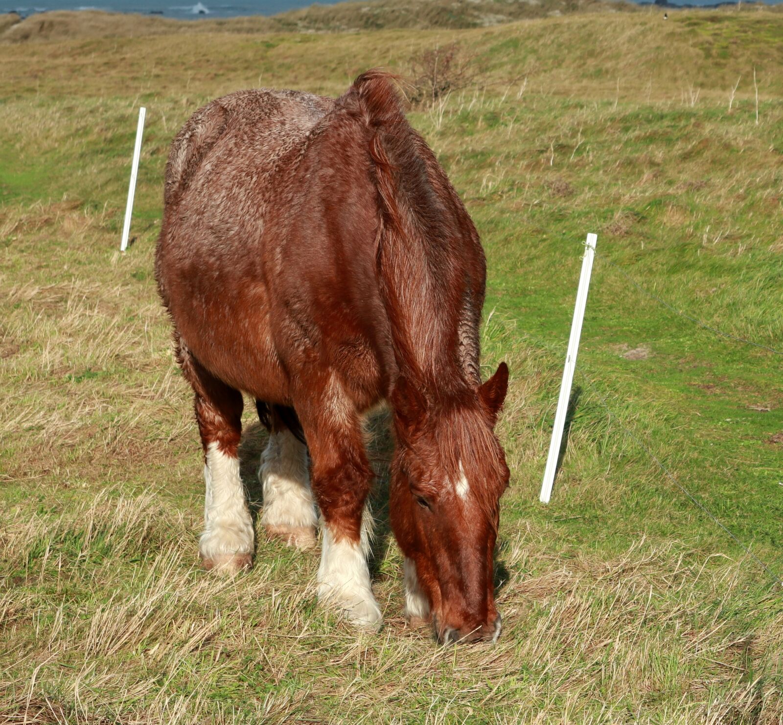 Canon PowerShot G1 X Mark III sample photo. Animal, horse, nature photography