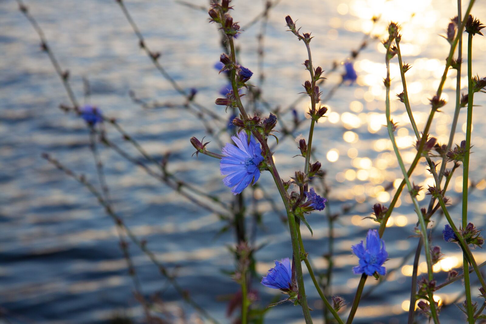 Canon EOS 50D sample photo. Water, river, sunset photography
