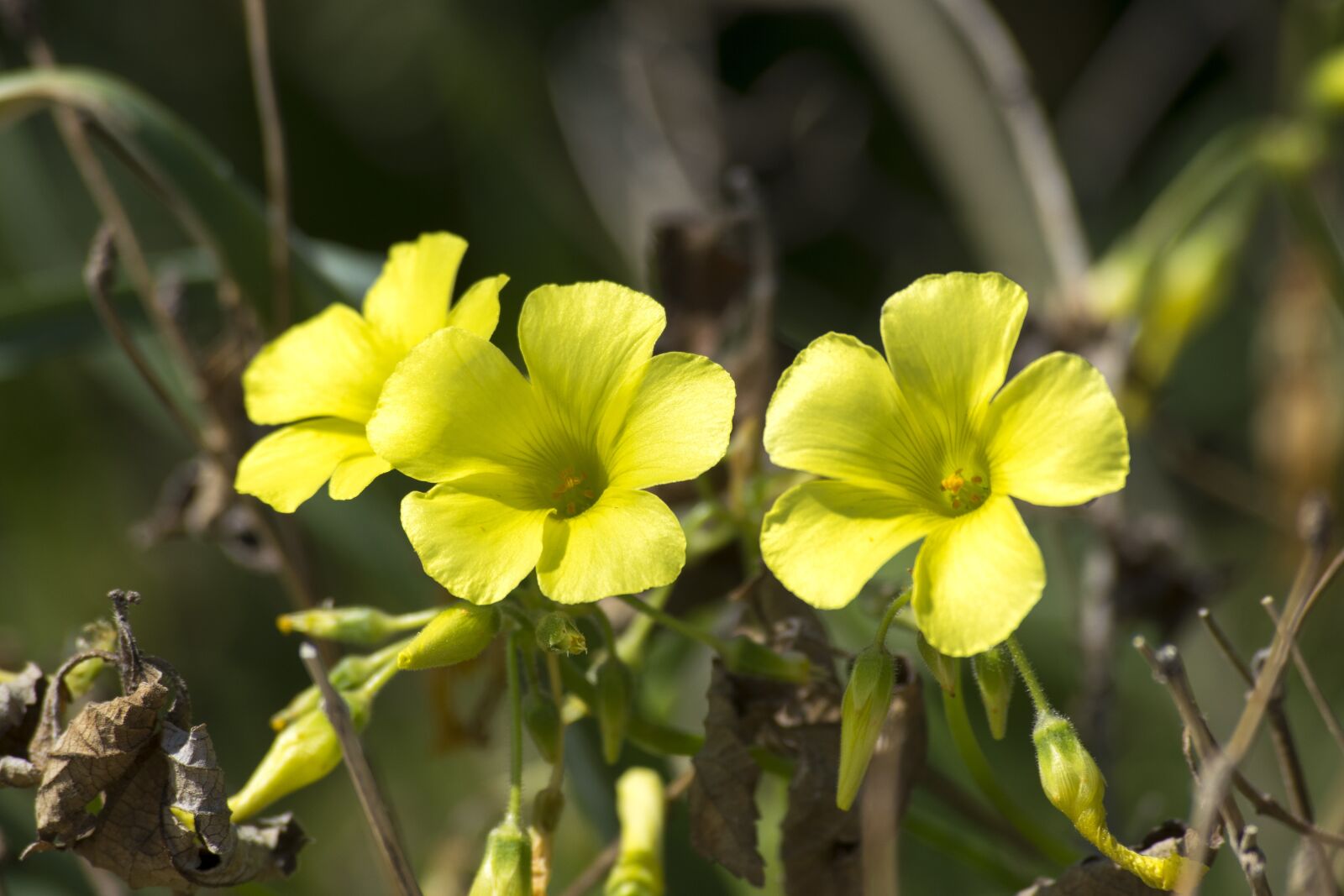 Nikon D5300 sample photo. Flower, yellow, flowers photography