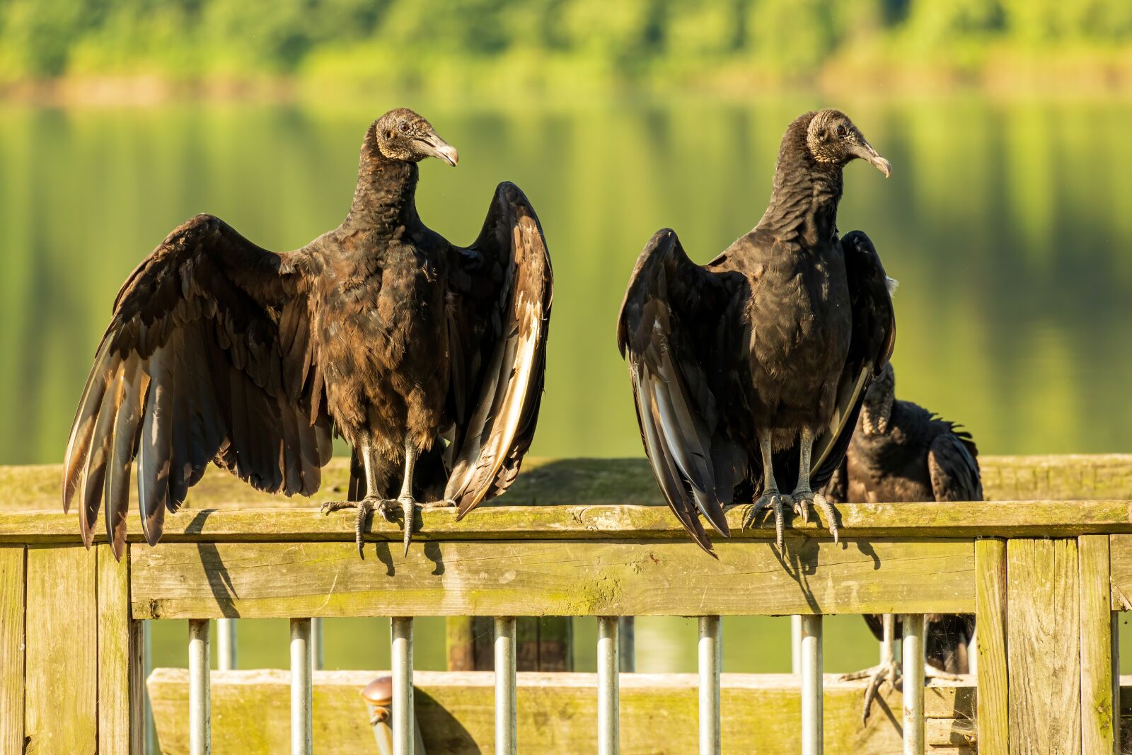 Sony E 70-350mm F4.5-6.3 G OSS sample photo. Black vulture, black vulture photography