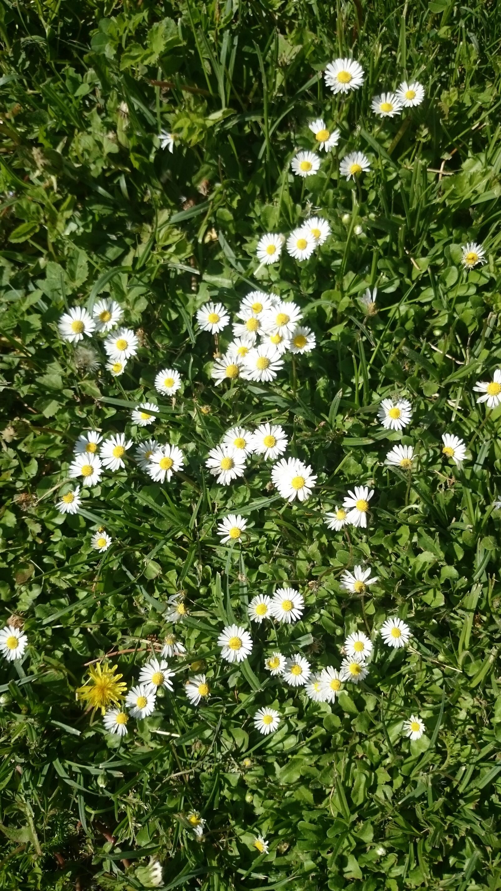 Sony Xperia Z2 sample photo. Flowers, meadow, nature photography