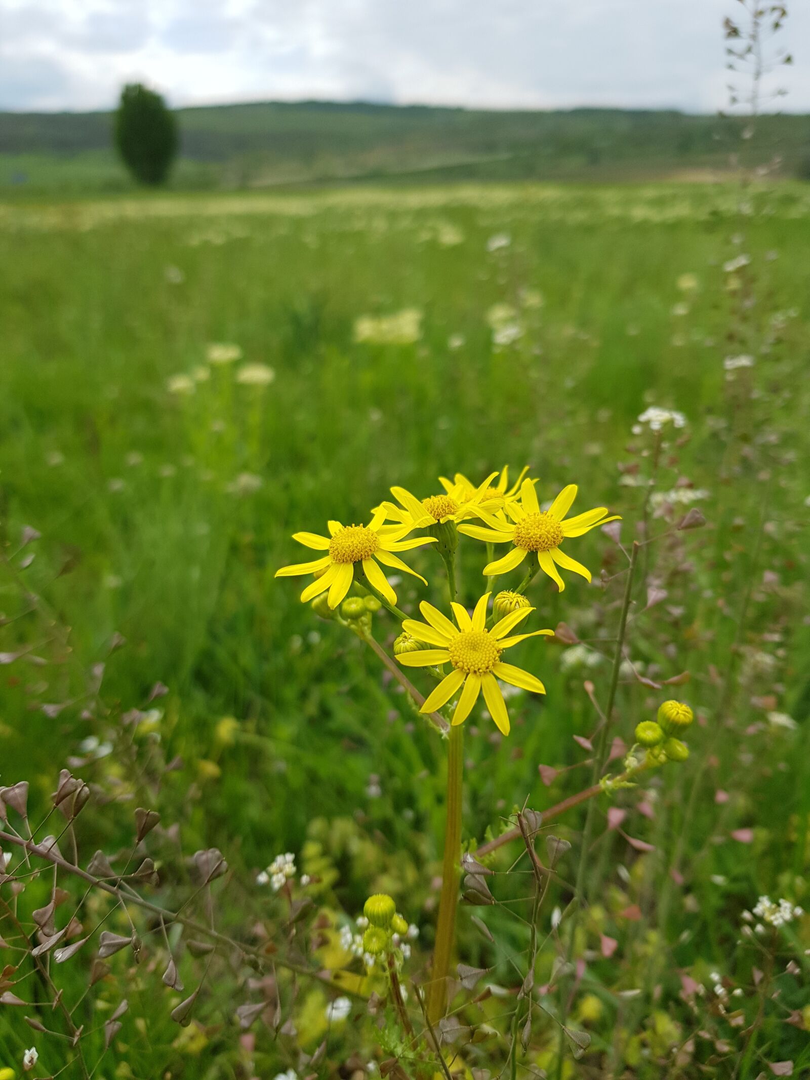 Samsung Galaxy S8+ sample photo. Flower of the field photography