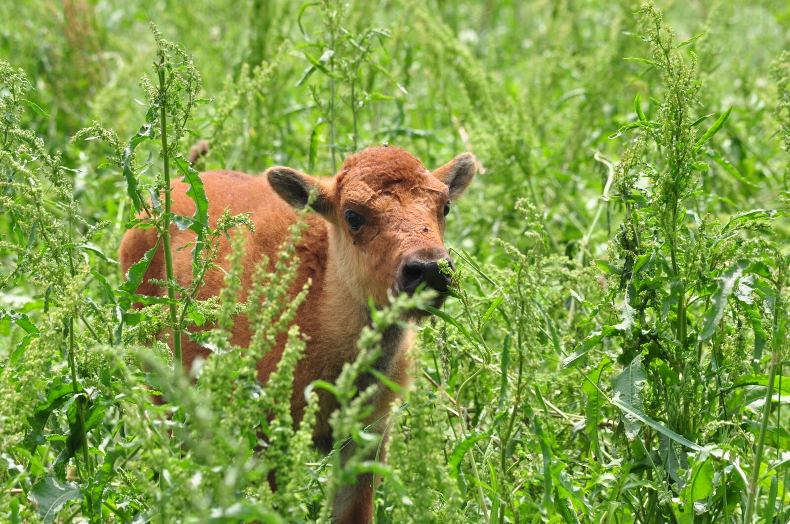 Nikon D90 sample photo. Bison, baby, cute photography