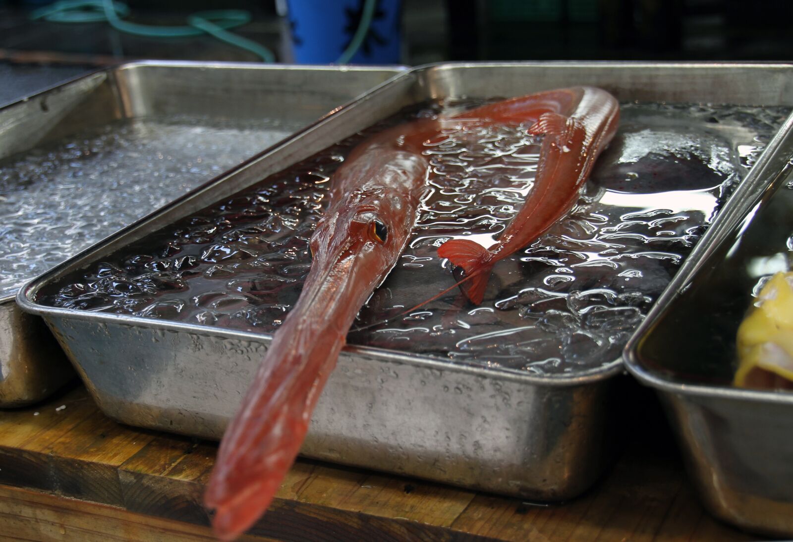 Canon EOS 7D sample photo. Tokyo, fish, market photography