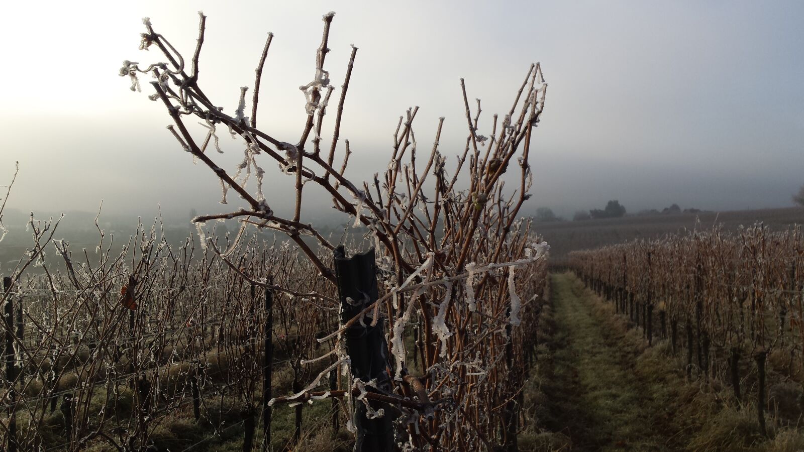 Samsung Galaxy S4 sample photo. Vineyard, winter, cold photography
