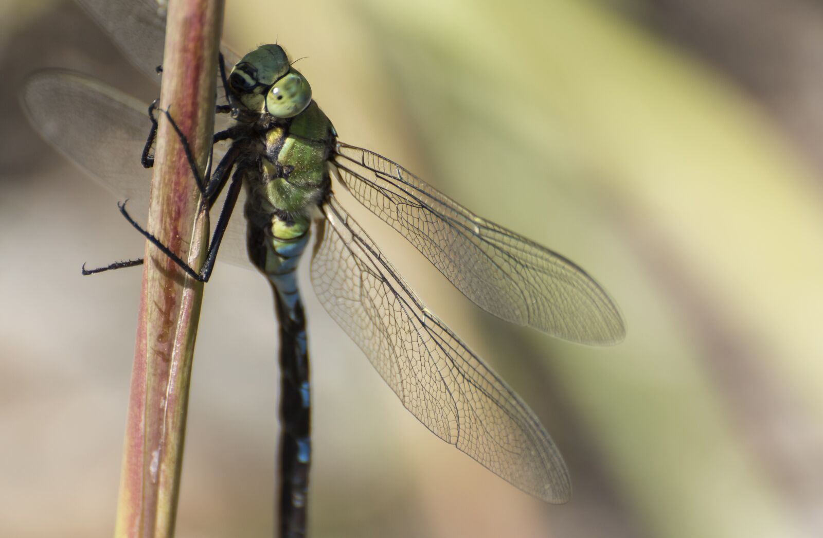 Nikon D810 sample photo. Insect, dragonfly, nature photography