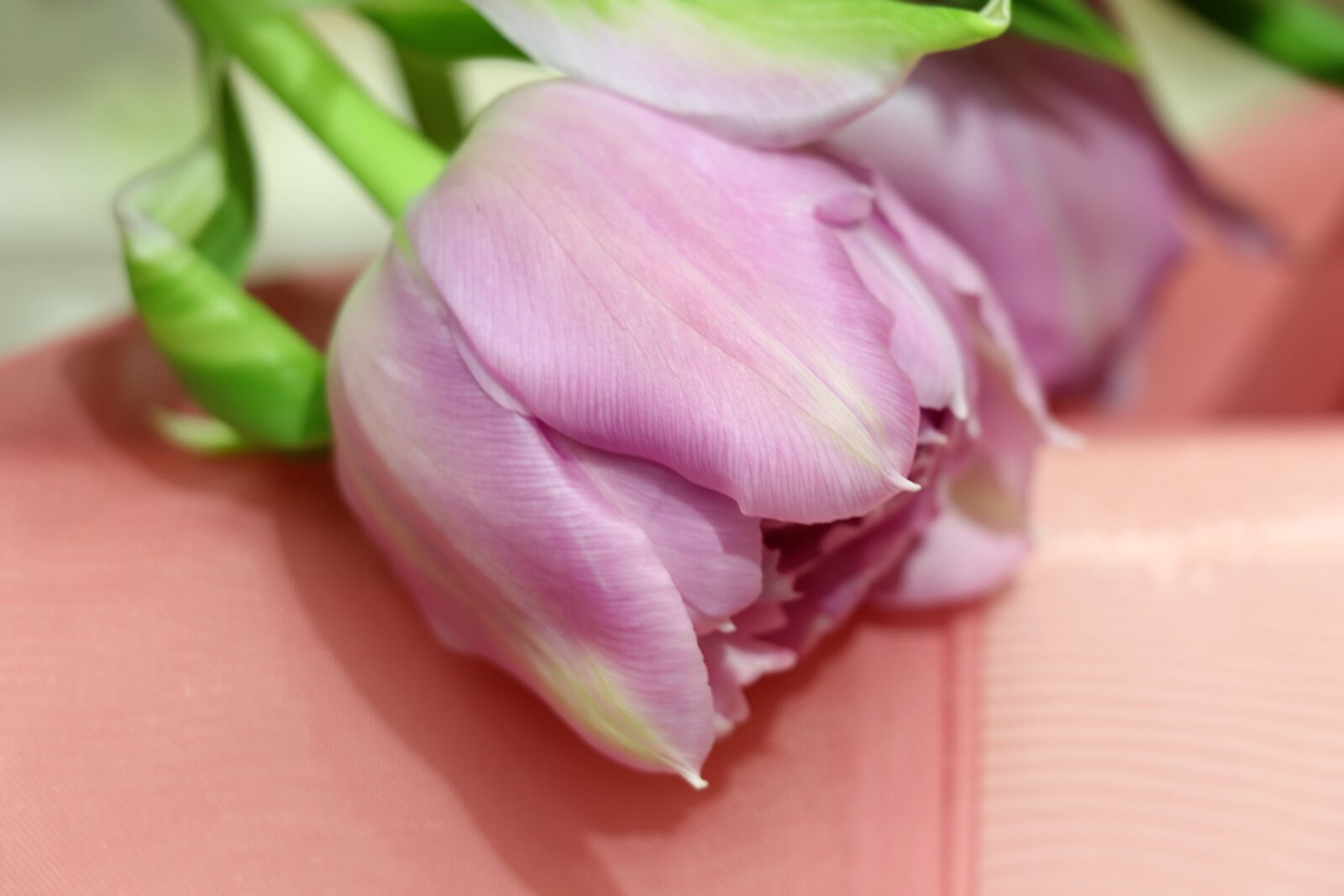 Canon EOS 77D (EOS 9000D / EOS 770D) sample photo. Tulips, tulip, flowers photography