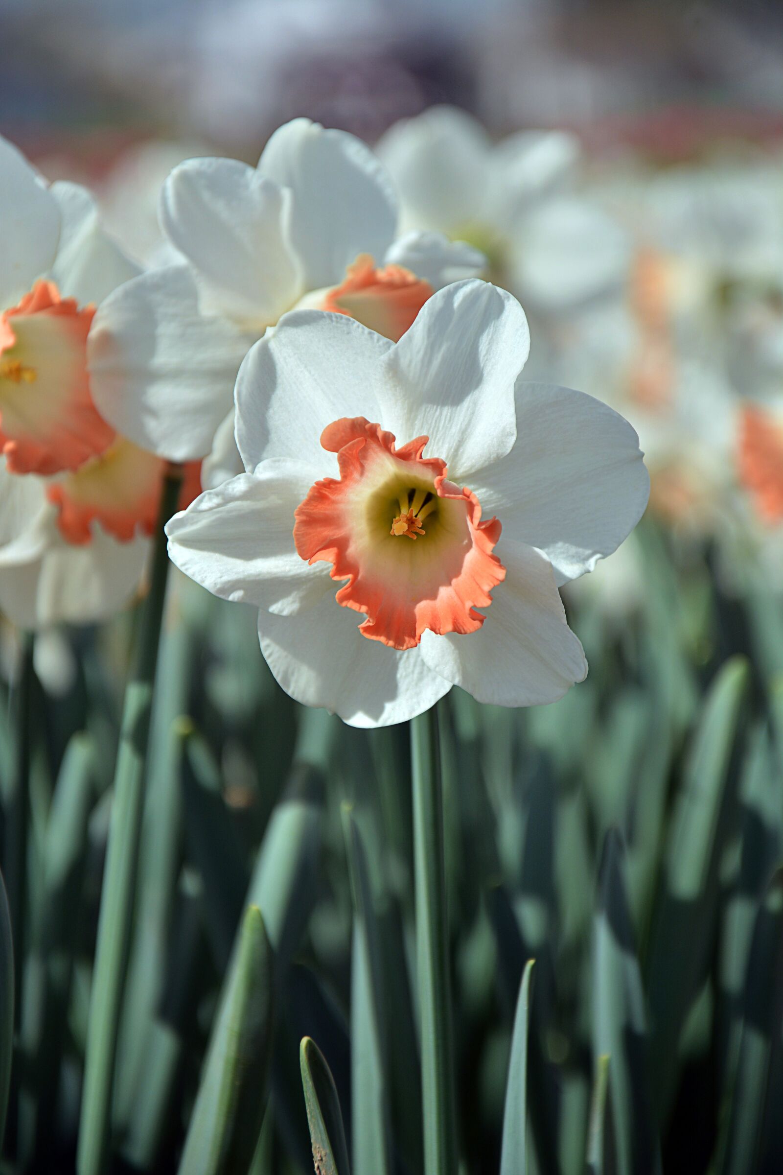 Nikon D7100 sample photo. Nature, plant, flower photography