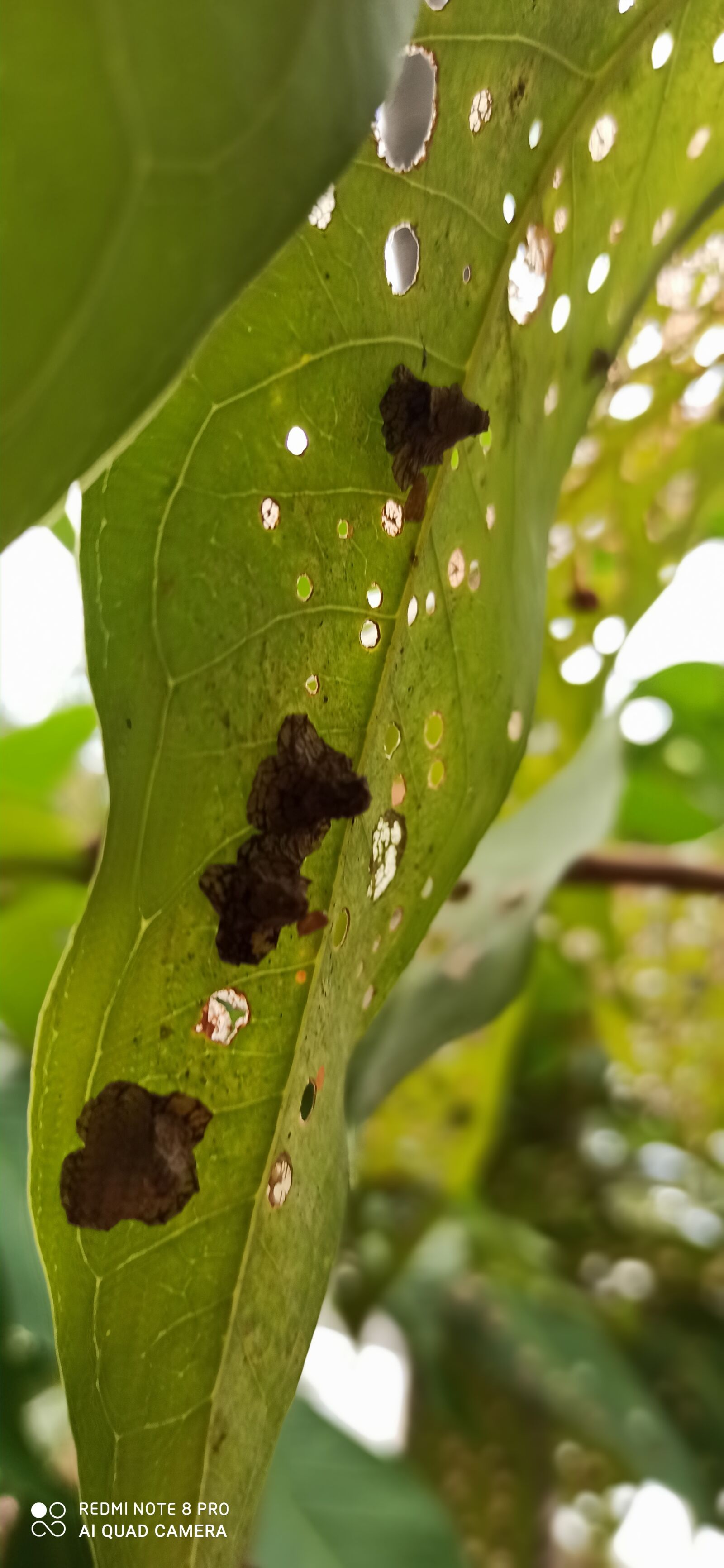 Xiaomi Redmi Note 8 Pro sample photo. Tree, egg, bug photography