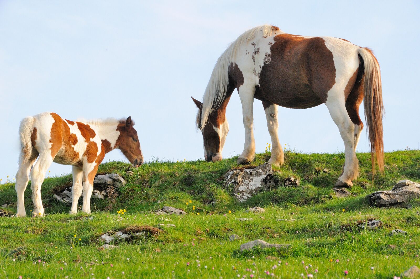 Nikon D300 sample photo. Nature, animals, horses photography