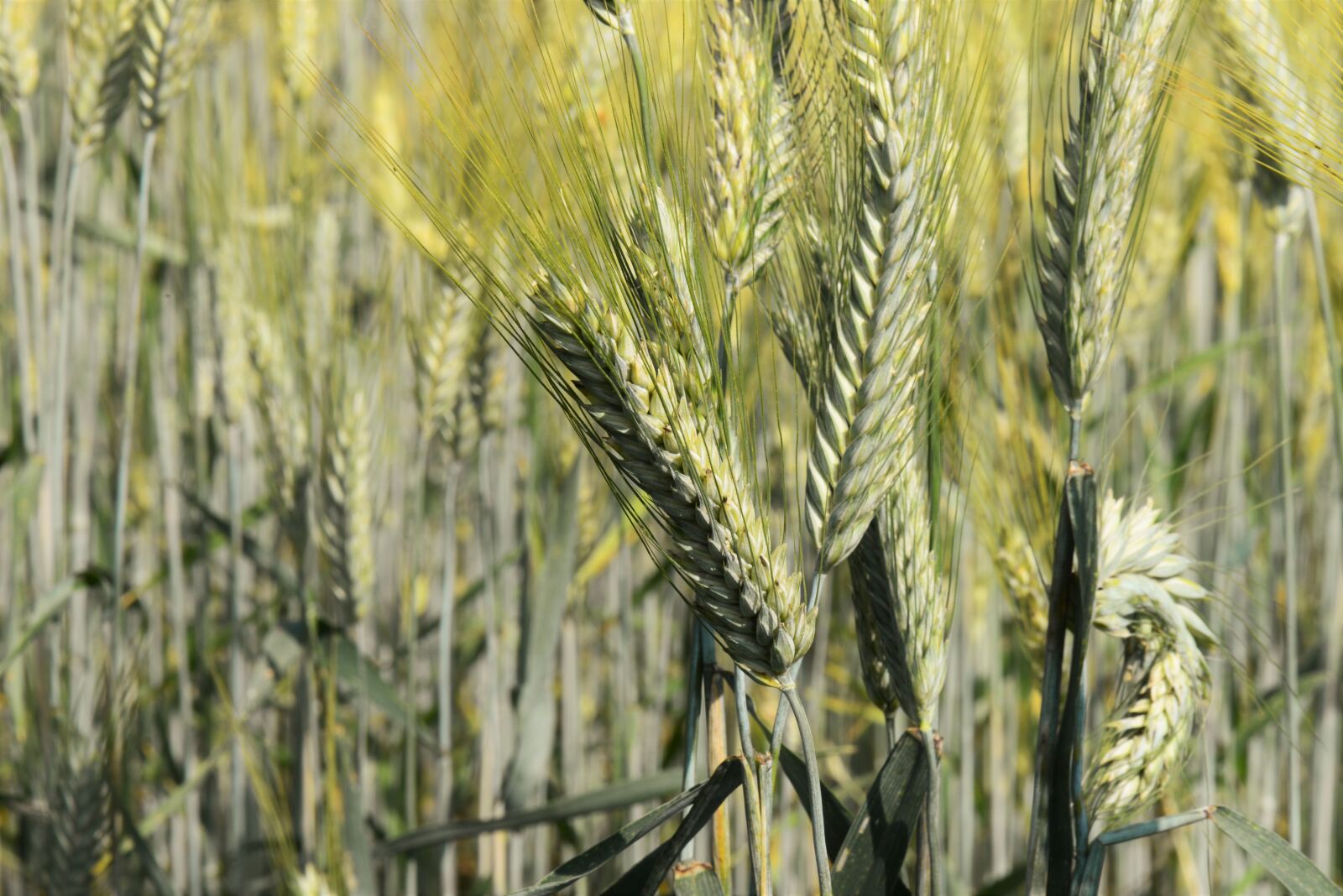 Nikon D610 sample photo. Ears of corn, close photography