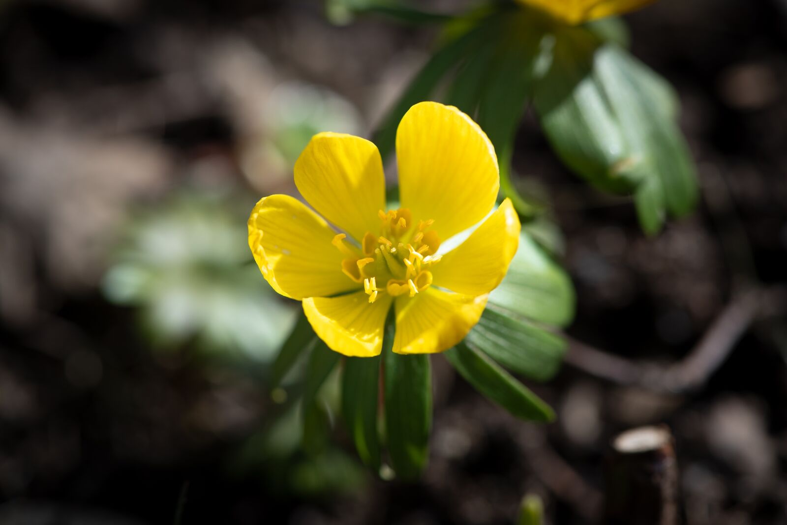 Nikon D750 sample photo. Winterling, yellow, flower photography