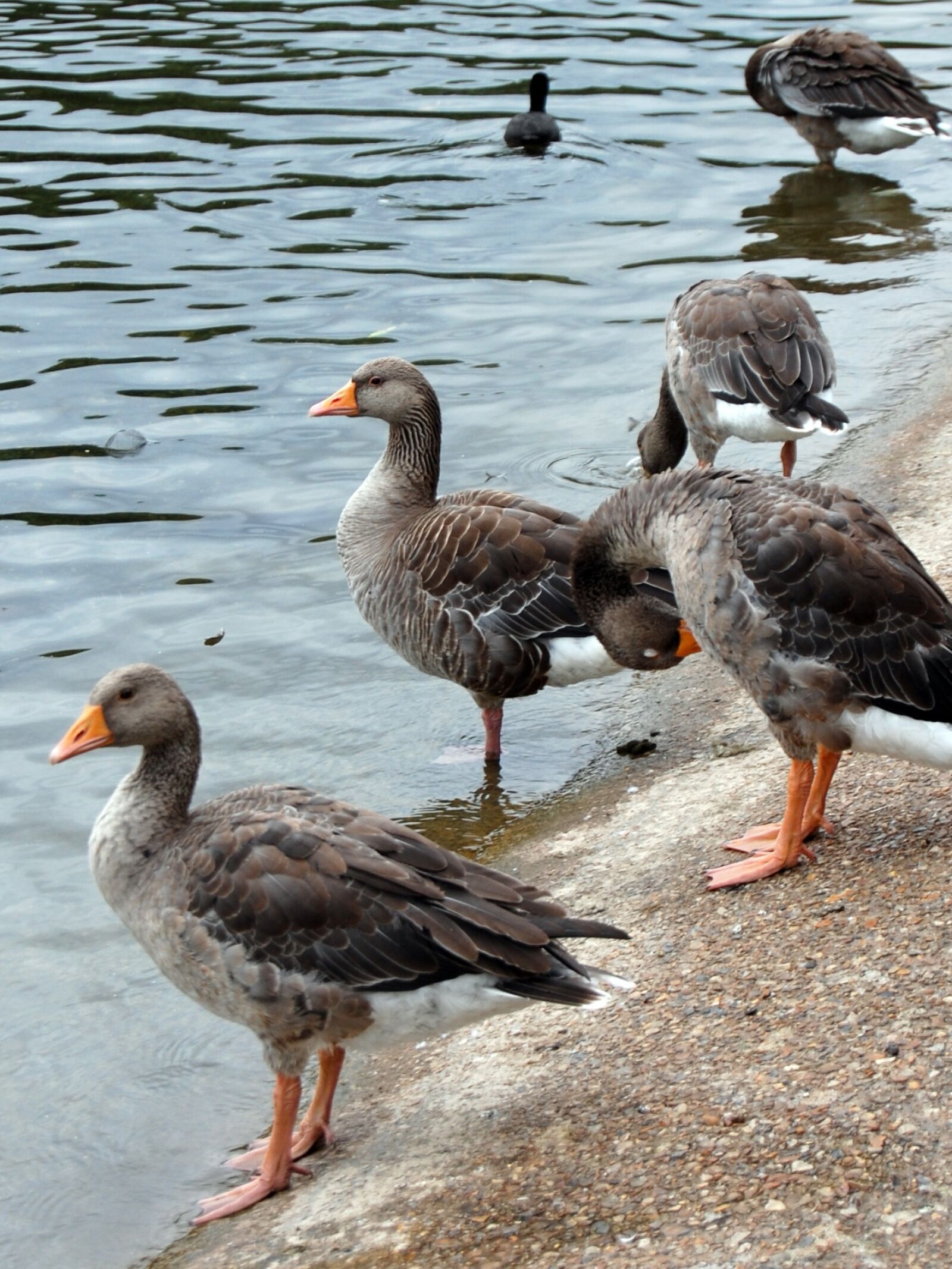 Nikon D40 sample photo. Ducks, pond, water photography