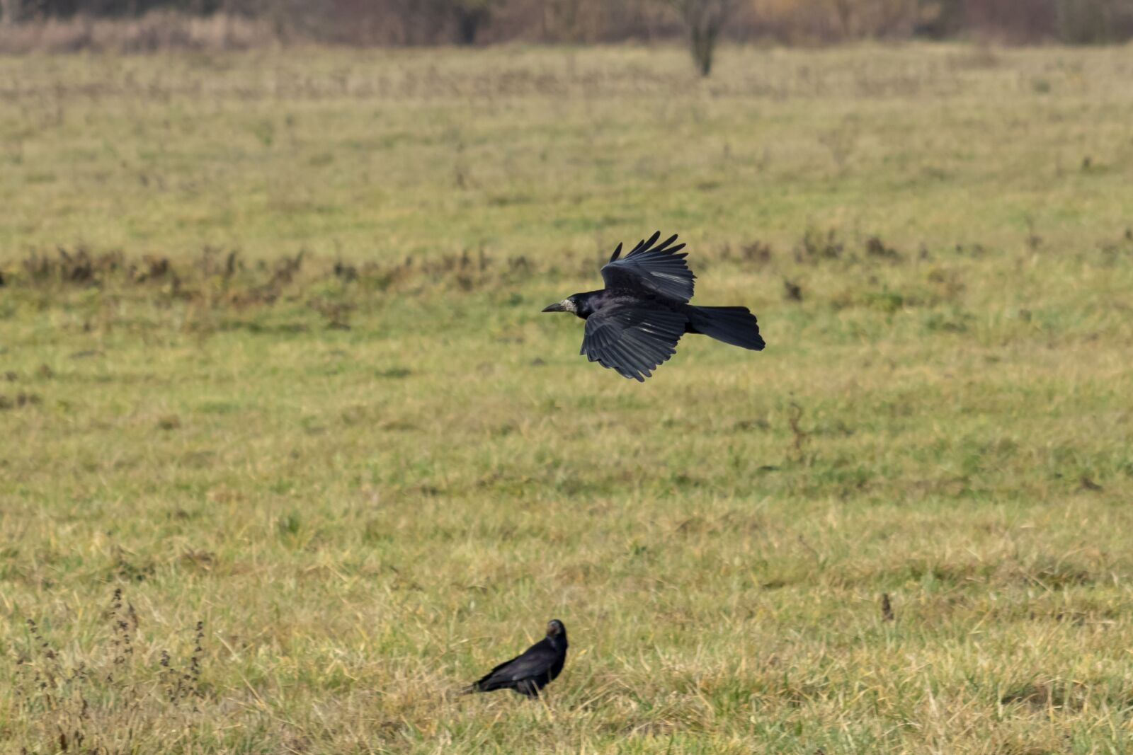 Canon EF75-300mm f/4-5.6 sample photo. Crow, bird, black photography