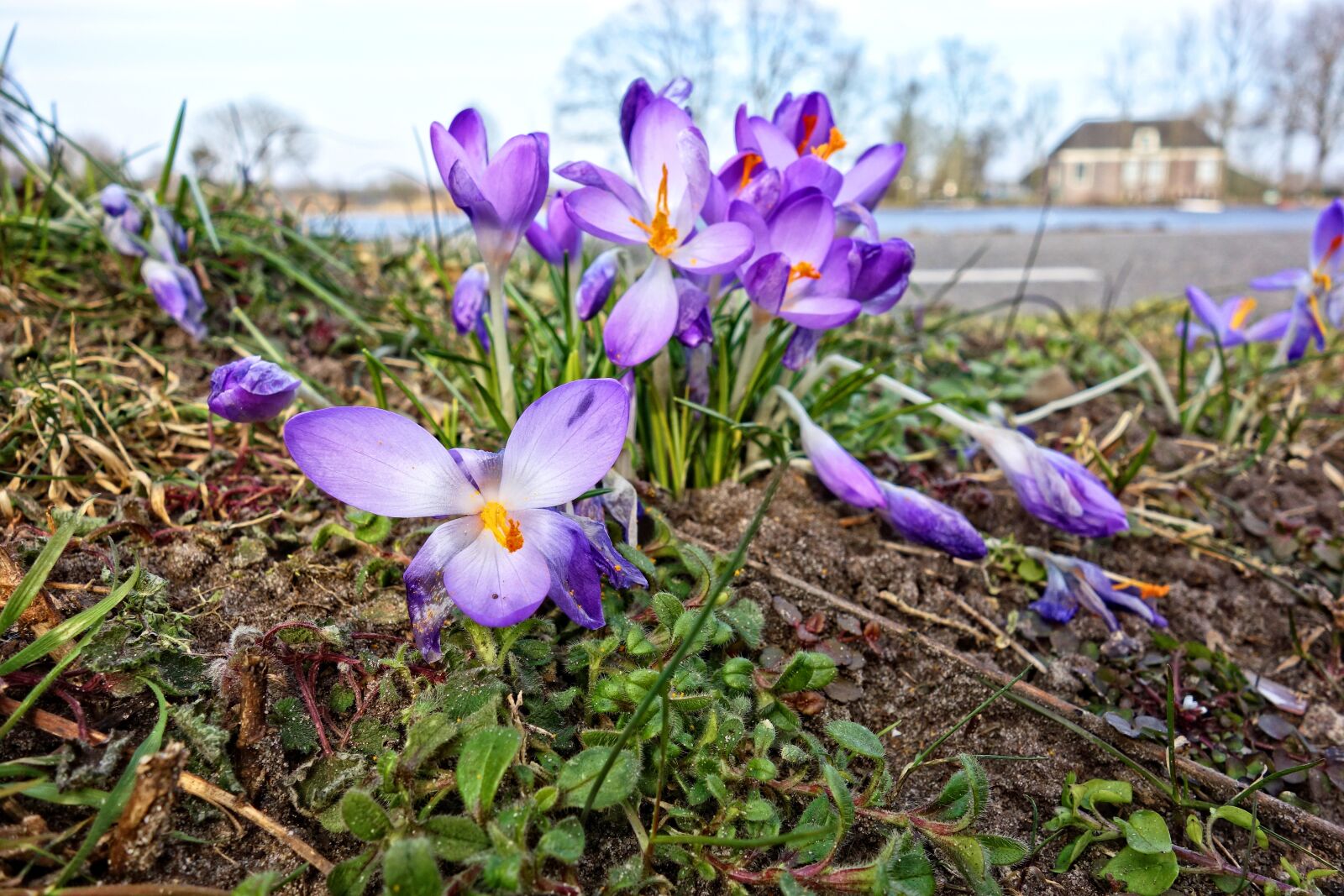 Sony Cyber-shot DSC-RX100 sample photo. Crocus, flower, plant photography