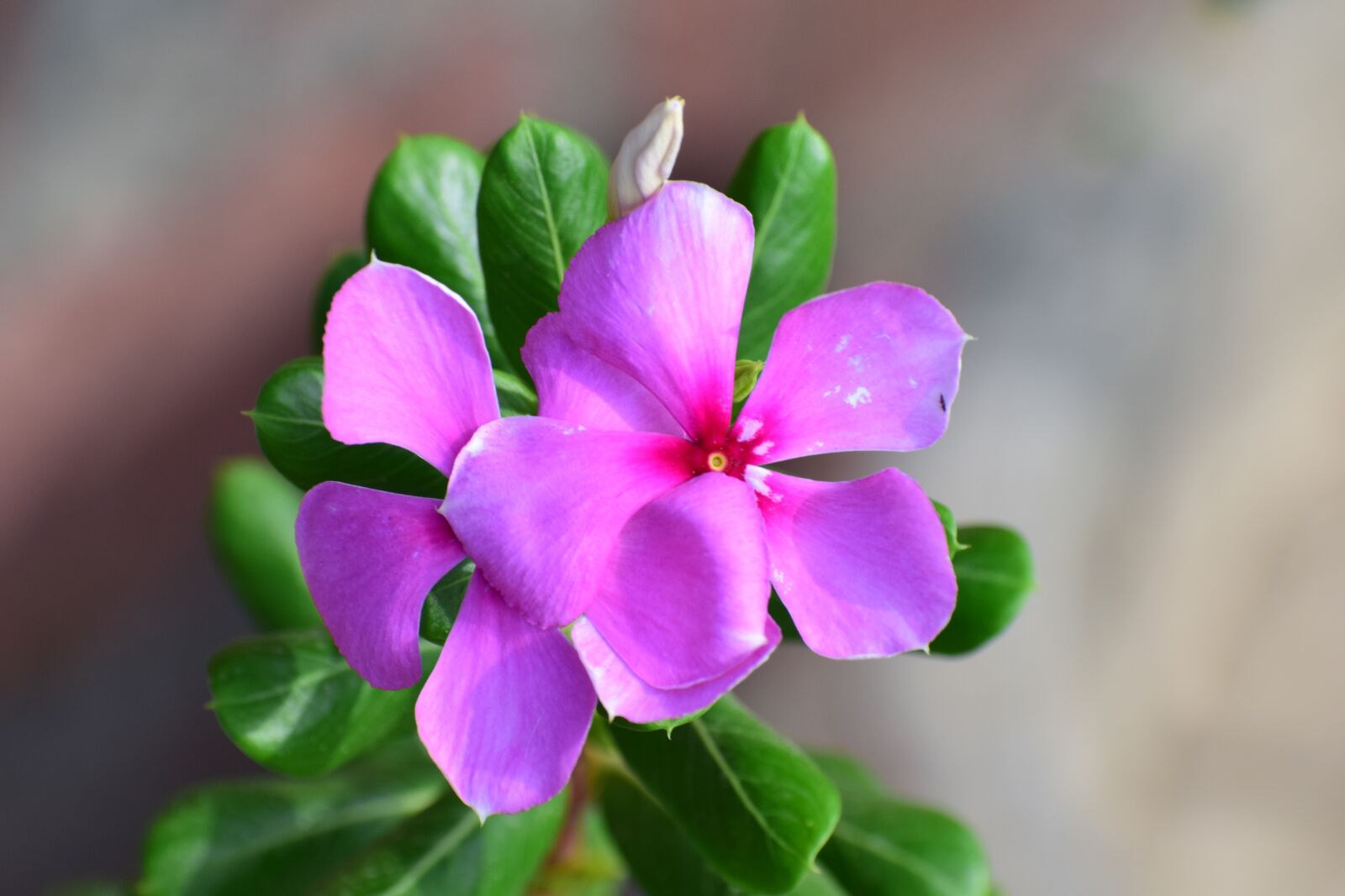 Nikon D5300 sample photo. Nature, flora, flower photography