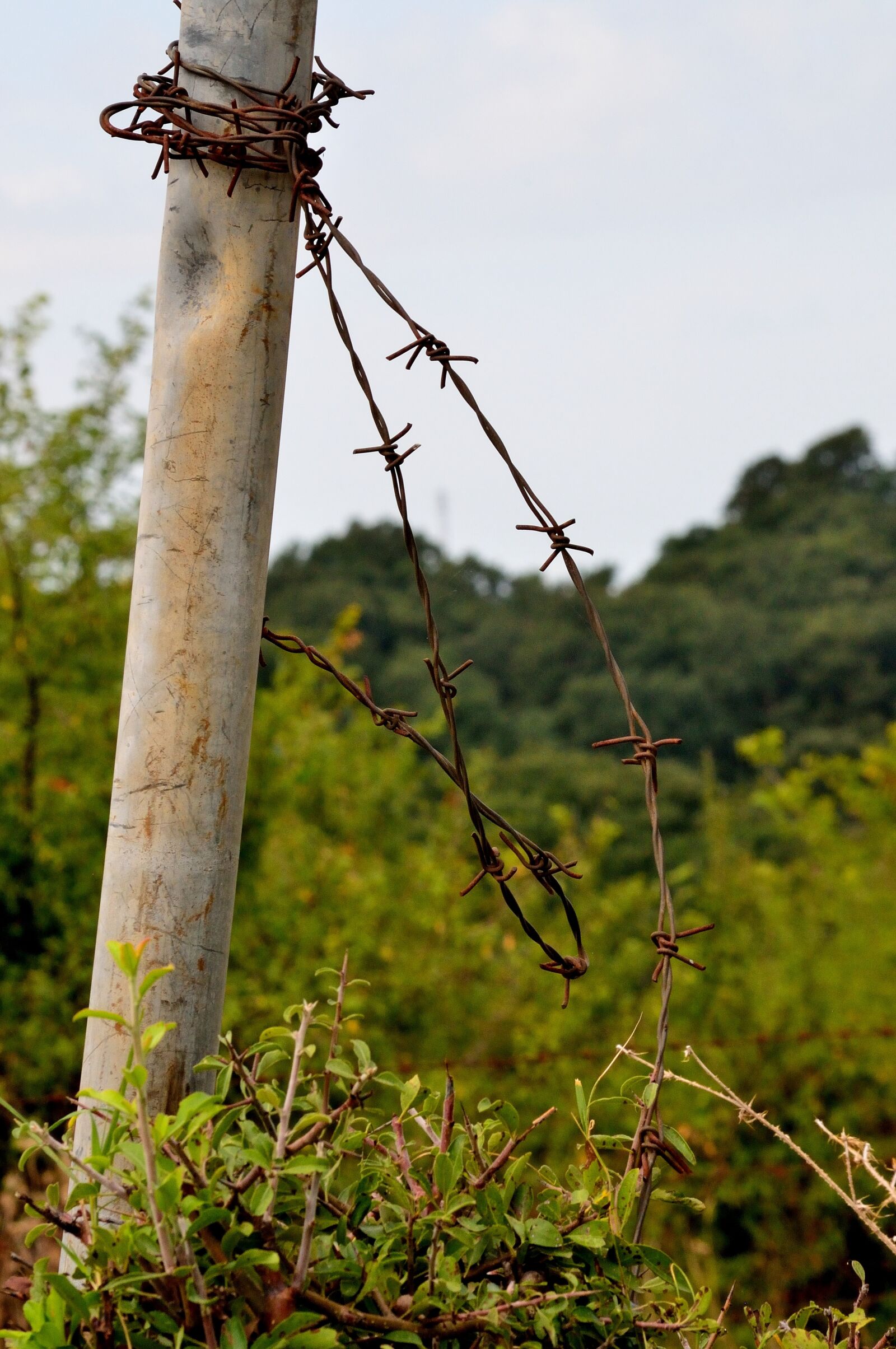 Nikon D90 sample photo. Barbed wire, nature, palo photography