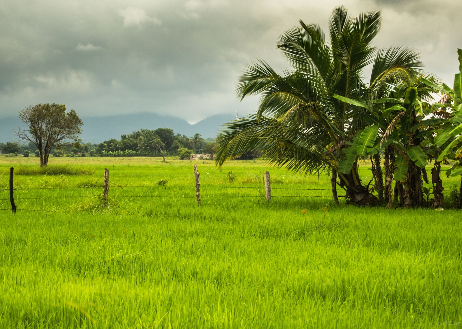 Olympus PEN E-PL5 sample photo. Asia, rice fields, view photography