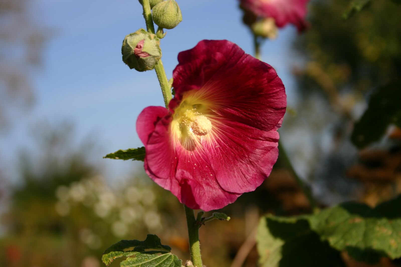 Canon EOS 300D (EOS Digital Rebel / EOS Kiss Digital) sample photo. Mallow, blossom, bloom photography