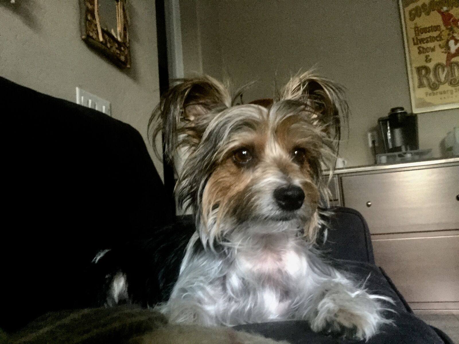 Apple iPhone 6 sample photo. Dog, yorkie, pet photography