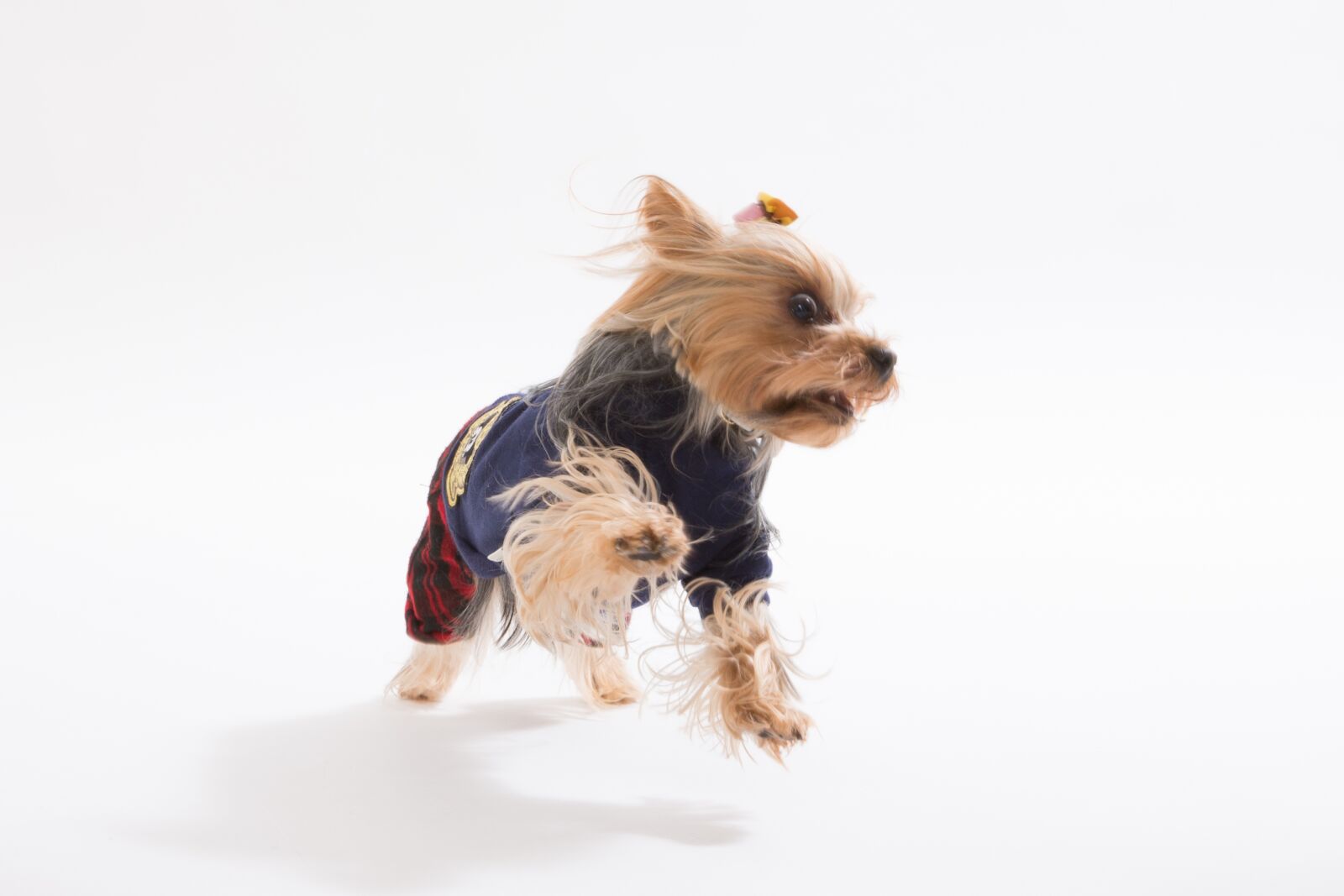 Canon EF 24-105mm F4L IS USM sample photo. Yorkshire terrier, dog, one photography