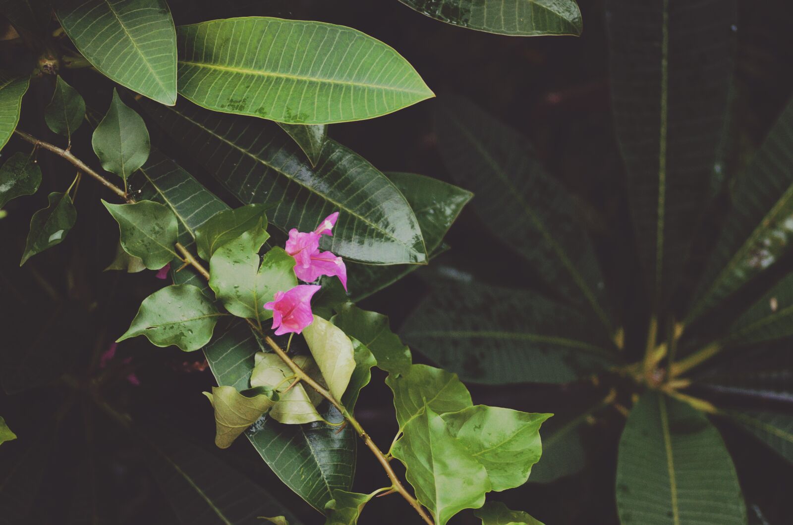Nikon D7000 sample photo. Flora, flowers, leaves photography