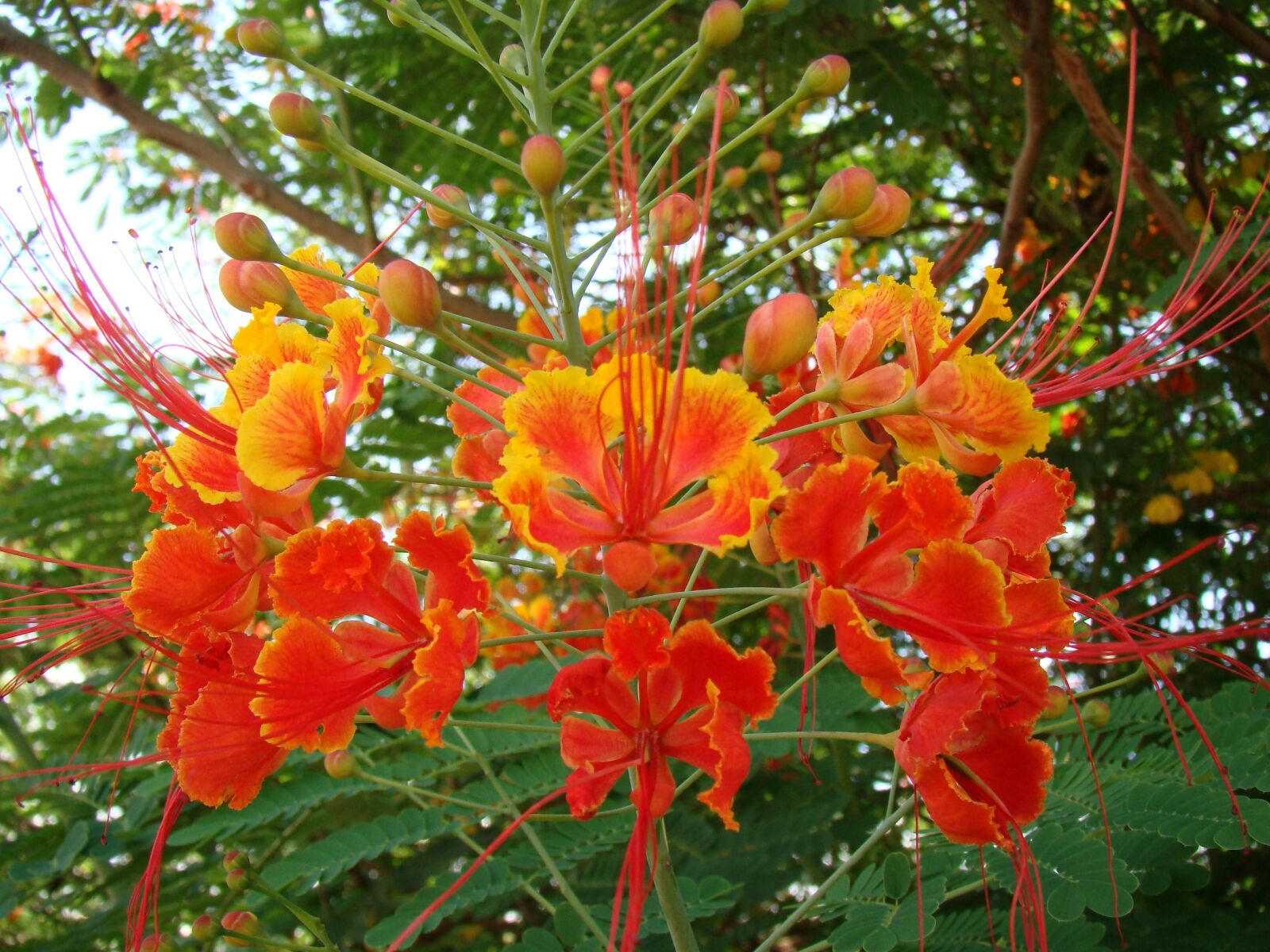 Sony Cyber-shot DSC-H50 sample photo. Flower, garden, red photography