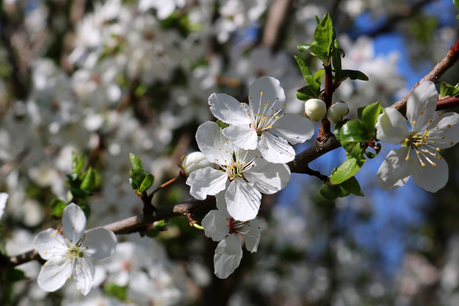 Canon EOS 750D (EOS Rebel T6i / EOS Kiss X8i) sample photo. Spring, trees, blossom photography