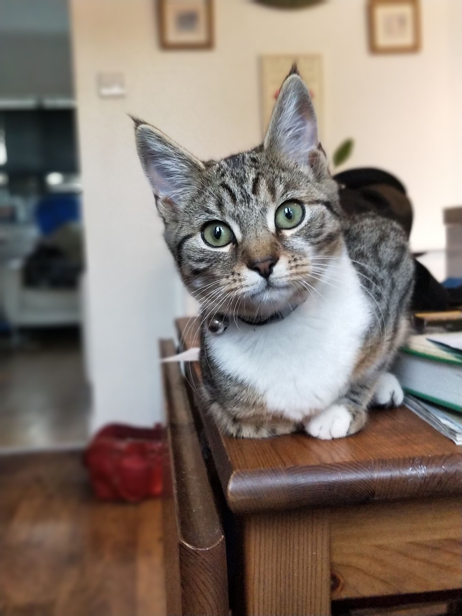 OnePlus 5 sample photo. Cat, wild, animals photography