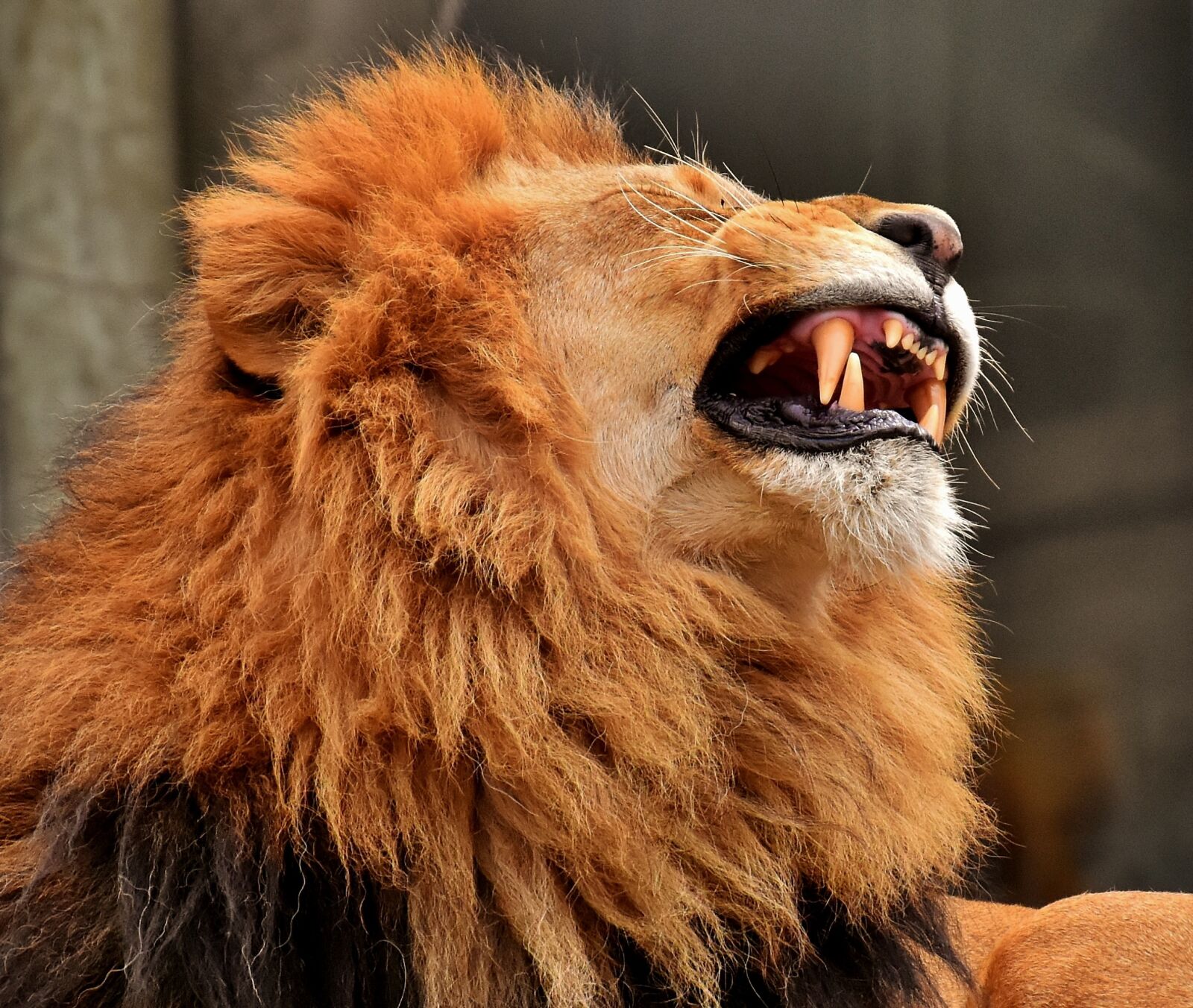 Nikon D7200 sample photo. Lion, predator, dangerous photography