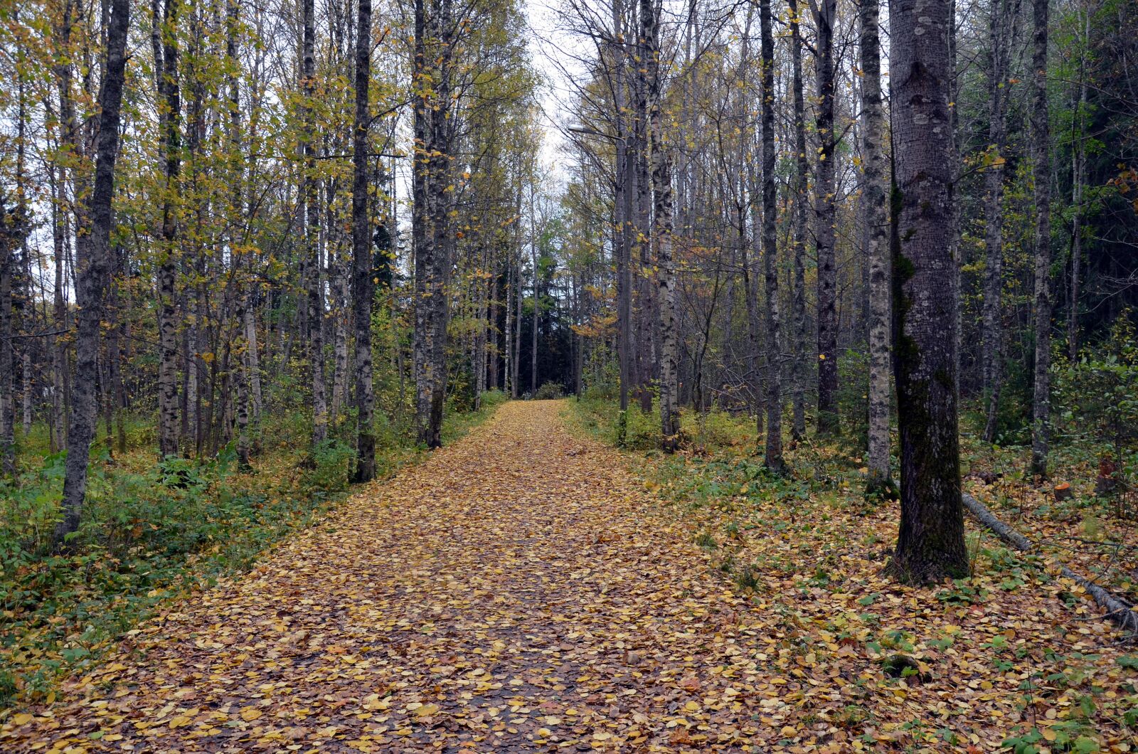 Nikon D5100 sample photo. The path, wood, tree photography