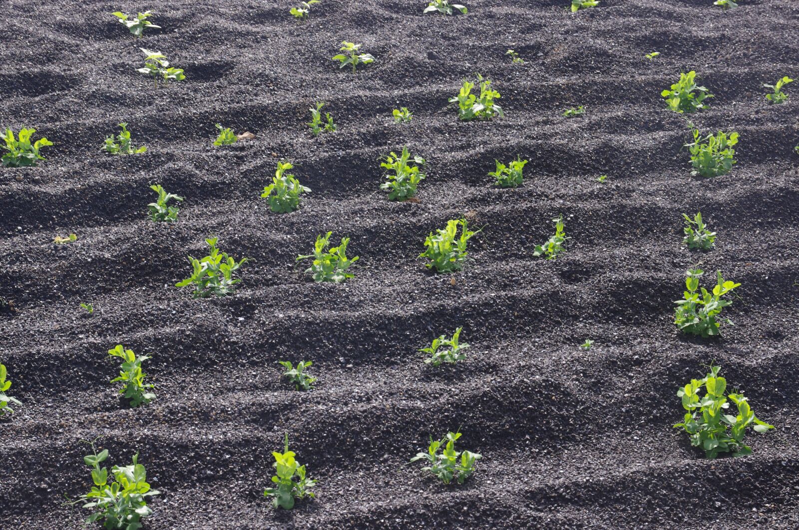 Pentax K-x sample photo. Agriculture, farming, plants photography