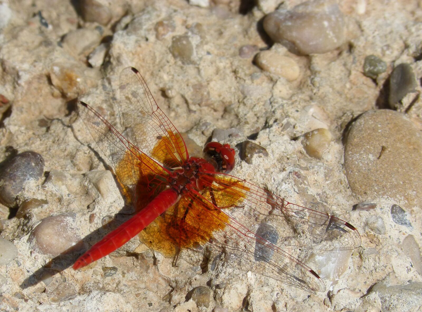 Panasonic DMC-FZ62 sample photo. Red dragonfly, dragonfly, reflection photography