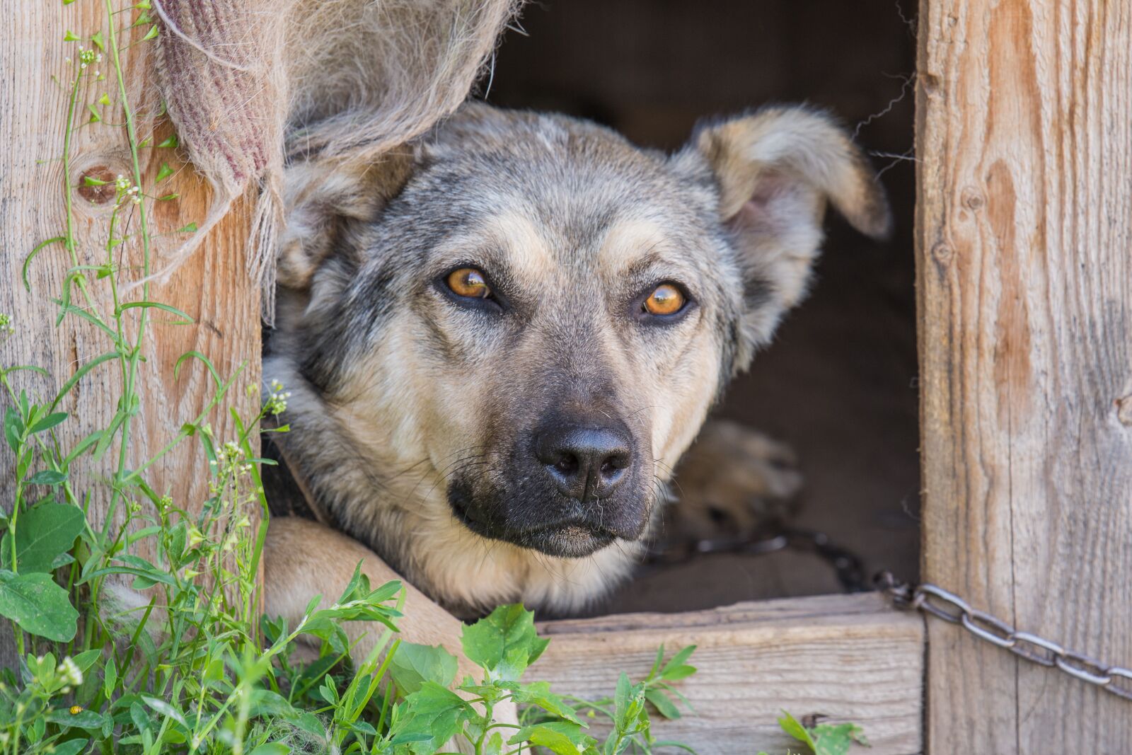 Nikon D7200 sample photo. Dog, booth, animals photography