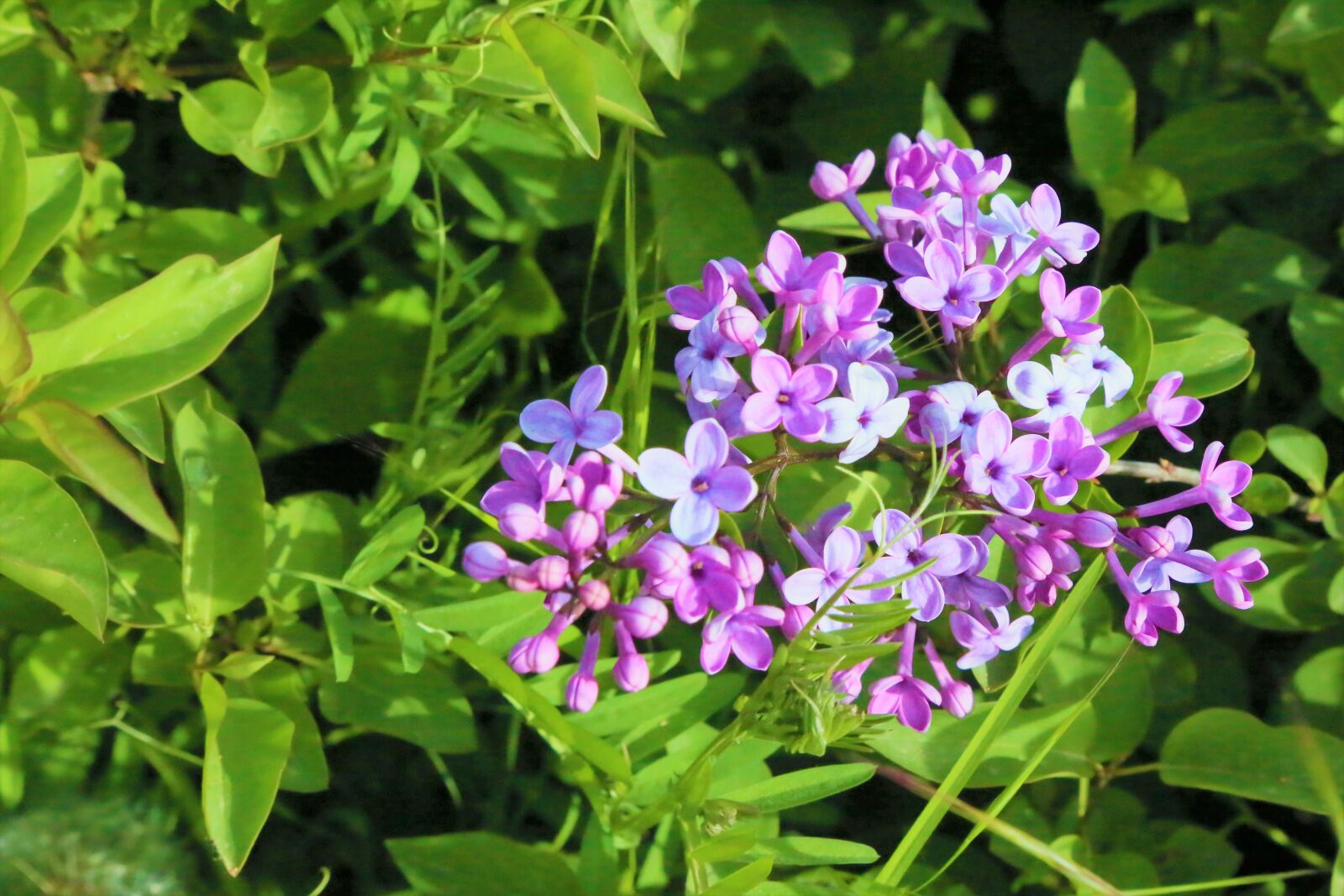 Canon EF 24-105mm F4L IS USM sample photo. Flowers, spring, nature photography