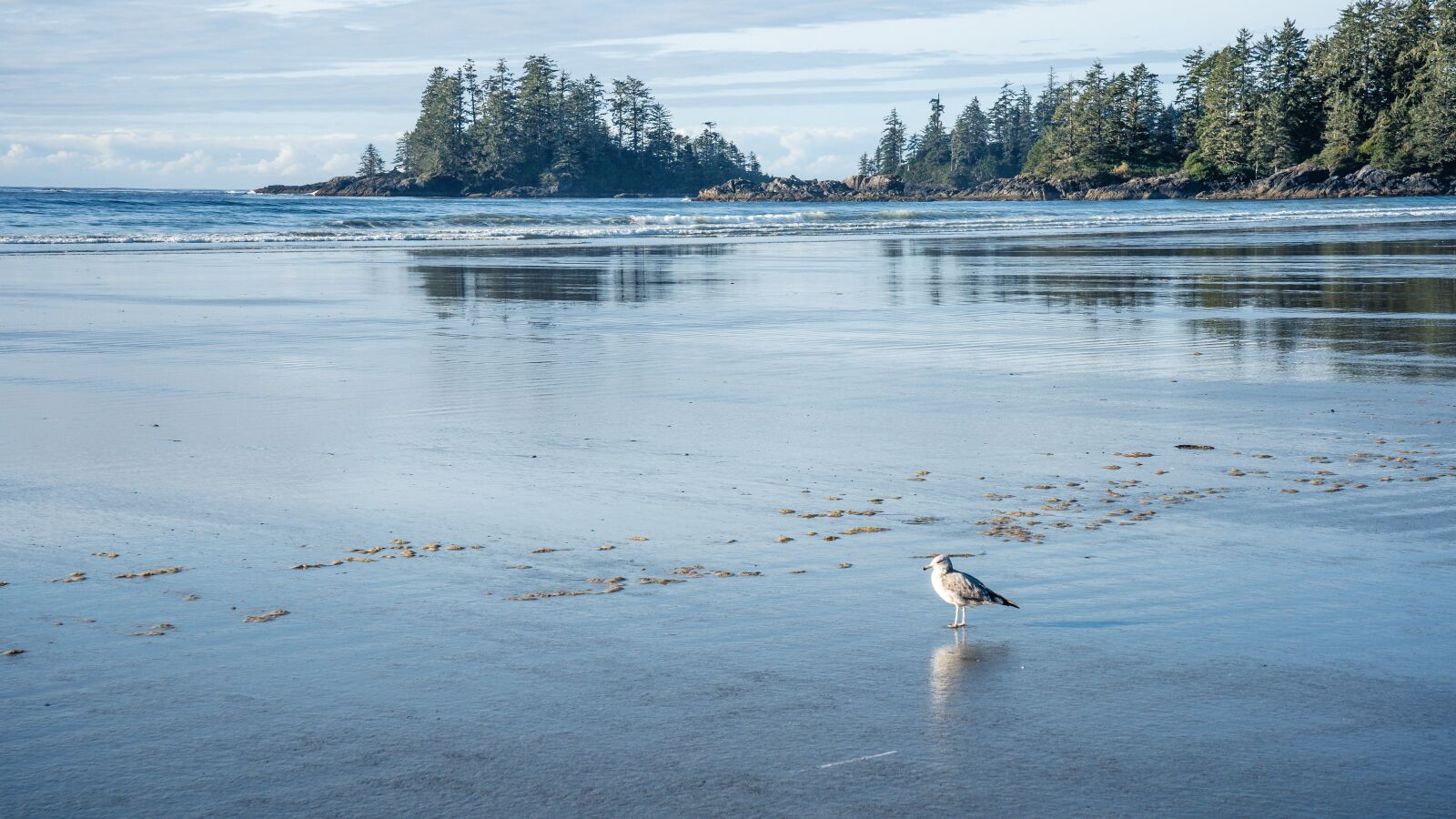 Sony FE 24-105mm F4 G OSS sample photo. Beach, tofino, vancouver island photography